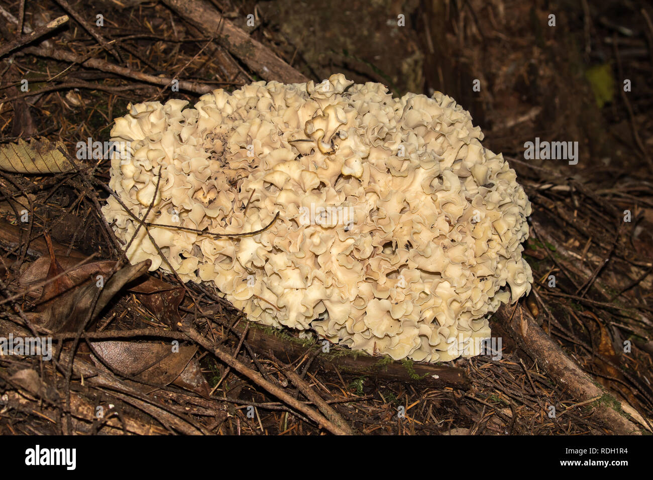 Testa a fungo di cavolfiore Foto Stock