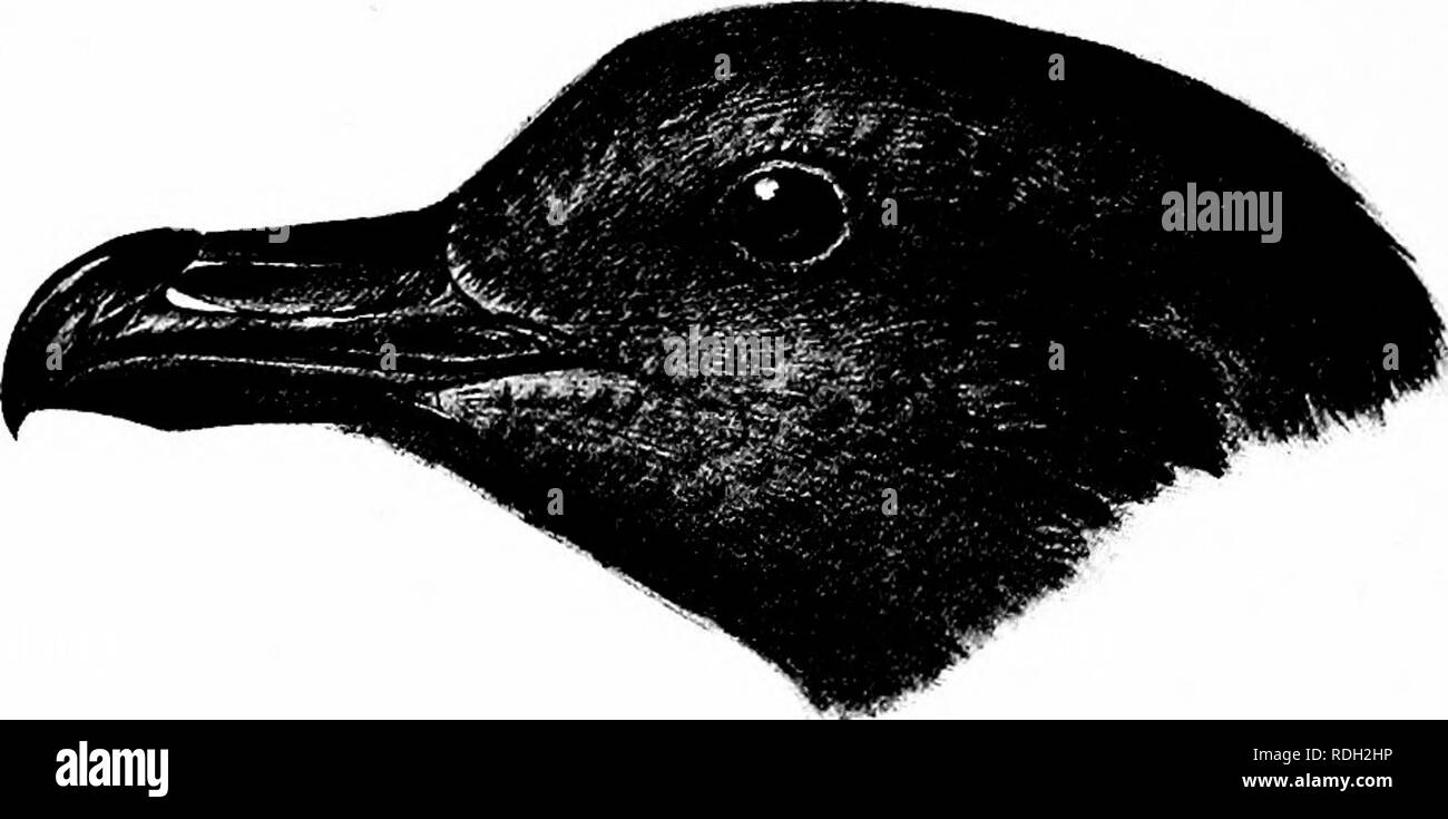 . Gli uccelli del Sud Africa. Gli uccelli. 452 STBECOEAEIID^ STEECOBARIUS 775. Stercorarius antarcticus.. Skua meridionale. Lestris antarotica, lezione, Traite, p. 616 (1831); Fleck, Joum. Ornith. 1894, p. 379. Ca Lestris^arrhactes {nee Linn.) Layard, Ibis, 1867, p. 459. Stercorarius catarrhaotes, Layard, B. 8. Afr. p. 866 (1867); id. Ibis, 1869, p. 77. Stercorarius antarcticus, Saunders, pag. Z. 8. 1876, p. 321; Sharpe e Eaton, Phil. Trans, vol. 168, p. 109, pi. vii, fig. 1 (1879); id. ed. Layard's B. 8. Afr. p. 696 (1884); Swinburne, P. B. Pliys. Soc. Edin. ix, p. 200 (1886); Verde, oceano Bds. p. 87 (1 Foto Stock