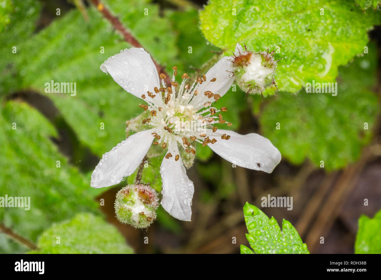 California blackberry (Rubus ursinus) ricoperto di fiori in goccioline di acqua, California Foto Stock