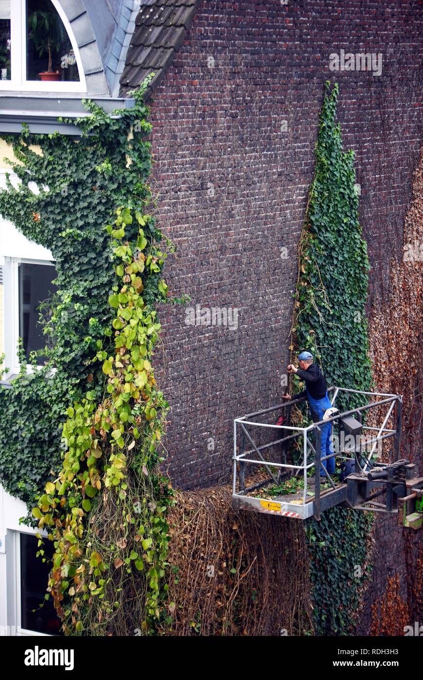Lavoratore rimozione ivy da una casa residenziale, in piedi su una piattaforma di sollevamento Foto Stock