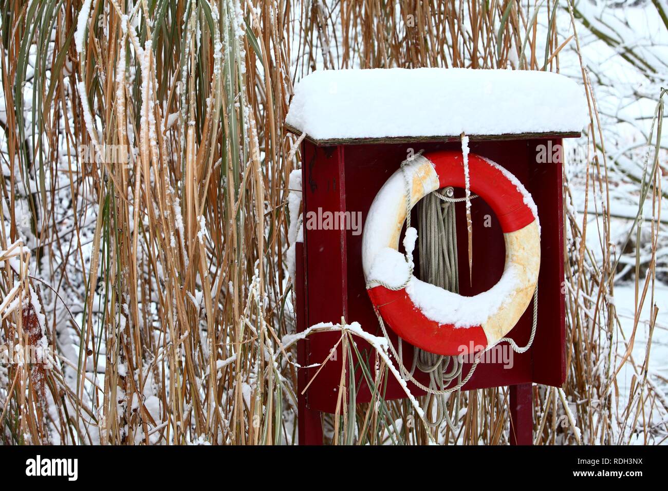 Anello di vita sulle rive di un laghetto congelato in Gruga Park, Essen, Renania settentrionale-Vestfalia Foto Stock