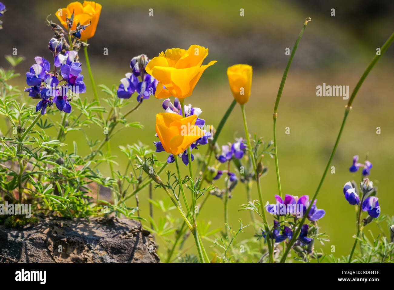 California Papaveri (Eschscholzia californica) e Sky lupini (Lupinus nanus) fioritura di fiori di campo sulla roccia vulcanica del Nord Table Mountain Ecolog Foto Stock