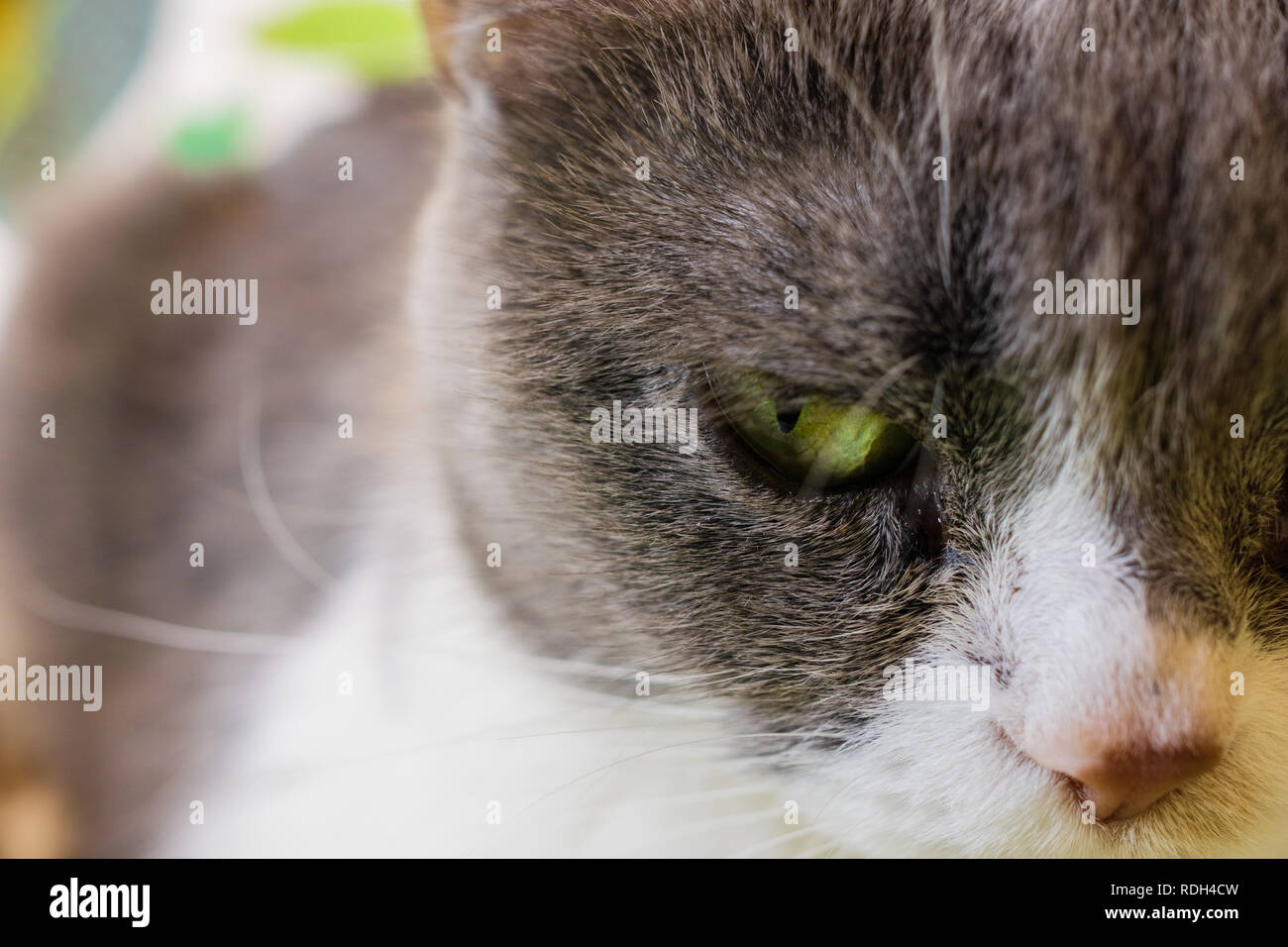 In prossimità della testa di gatto; profondità di campo Foto Stock