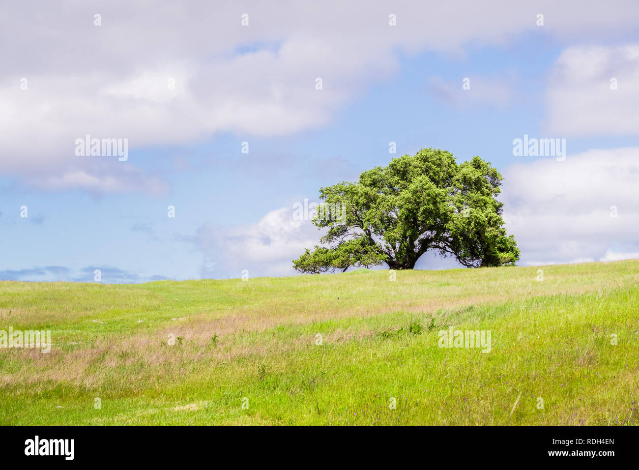 Paesaggio verdeggiante su una soleggiata giornata di primavera in Edgewood Parcheggio contea di San Francisco Bay Area, California Foto Stock