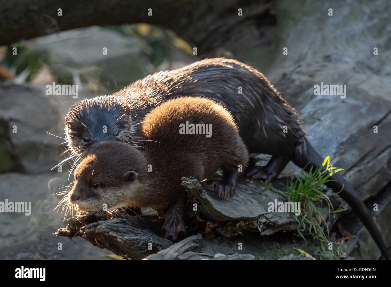 Giovani asiatici piccoli artigli lontra (Amblonyx cinerea) noto anche come il piccolo orientale-artigliato otter. Questa è la più piccola lontra specie nel mondo. Foto Stock