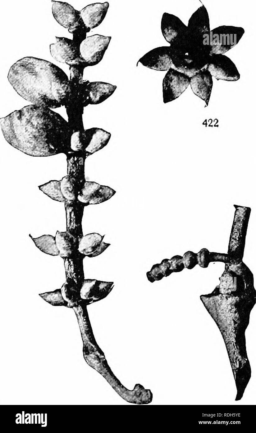 . Morfologia di gimnosperme. Gimnosperme; morfologia delle piante. 376 morfologia delle gimnosperme nate rispetto al ovulate strobilus) e una sottile strobilus cilindrica (figg. 419-422). Il strobili sono ascellare o terminale, solitario o fascicled o addirittura paniculate. Il fiore staminate assomiglia a quello di efedra, costituito da due brattee coerente investire un asse corto che porta,in corrispondenza della sua punta due spo- rangia. In staminate strobilus del Gnetum anche, come in Ephedra, ovulate fiori sono frequentemente presenti. Si è tentati di vedere in questi fiori (semplice strobili) le caratteristiche essenziali dell'angio- sper Foto Stock