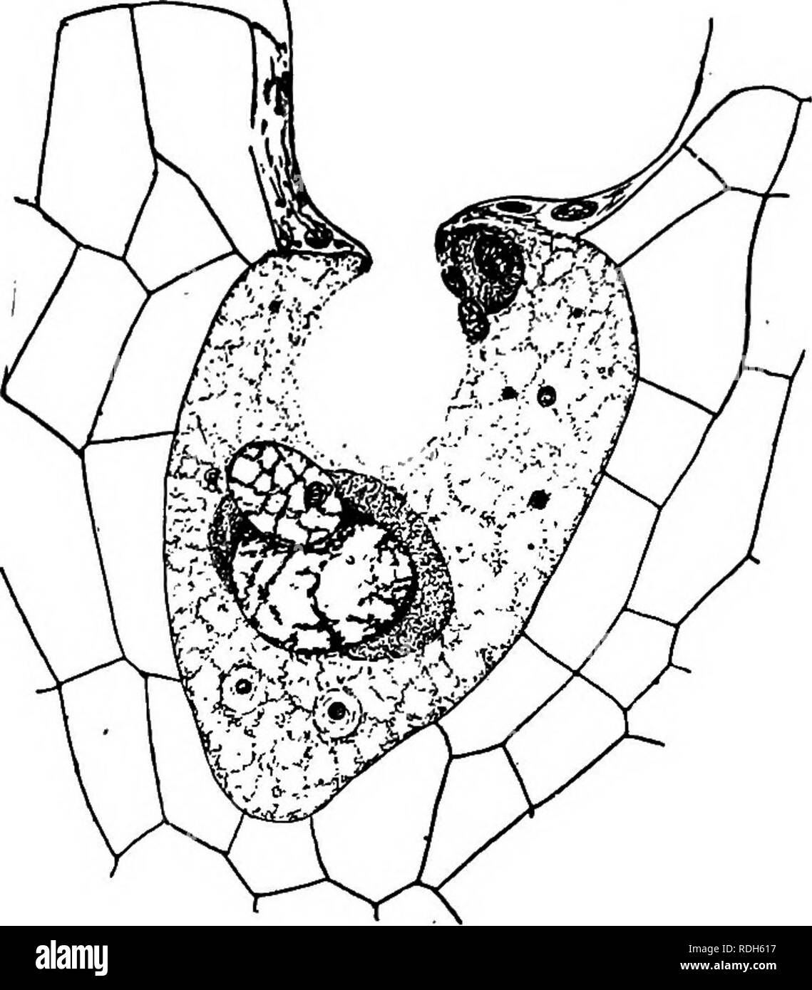 Morfologia di gimnosperme. Gimnosperme; morfologia delle piante. 344  morfologia delle gimnosperme mentre in Podocarpus (69) solo il nucleo della  cellula del corpo è detto di dividere e tutte del citoplasma per