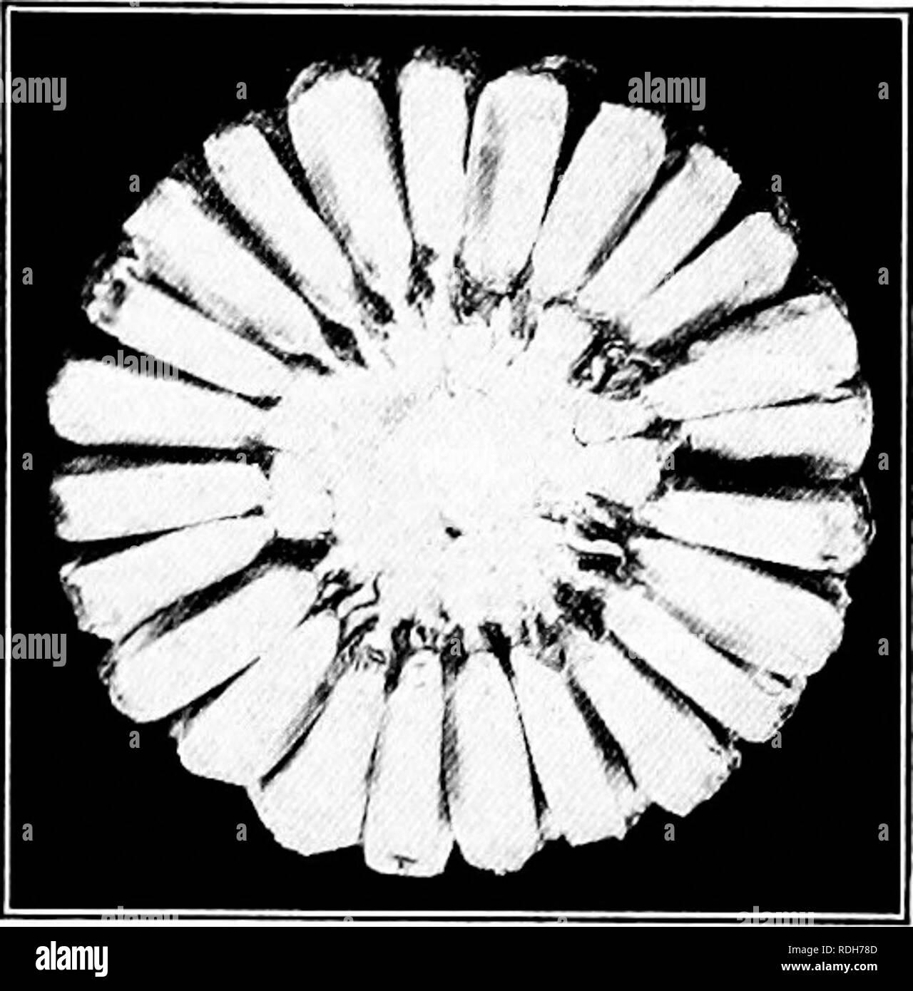 . Le colture di mais: una discussione di granturco, kafirs e sorghi come cresciuto negli Stati Uniti e in Canada. Il mais; Kafir; Granturco Sorgo. Visualizza il mais 267 l'estremità di punta è consentito. Massima profondità di grano dovrebbe estendersi quasi fino alla punta estrema dell'orecchio. Tipo di kernel. - Un buon kernel di grandi dent com dovrebbe essere circa sette ottavi di pollice in lunghezza e tre ottavi di larghezza, se un diciotto-row orecchio, ma più stretta se più righe. Il kernel dovrebbe montare vicino da punta a corona, essendo un po' di forma trapezoidale. Il kernel dovrebbe essere abbastanza spessi, media in fila circa sei kernel per il pollice. La punta del kernel dovrebbe Foto Stock