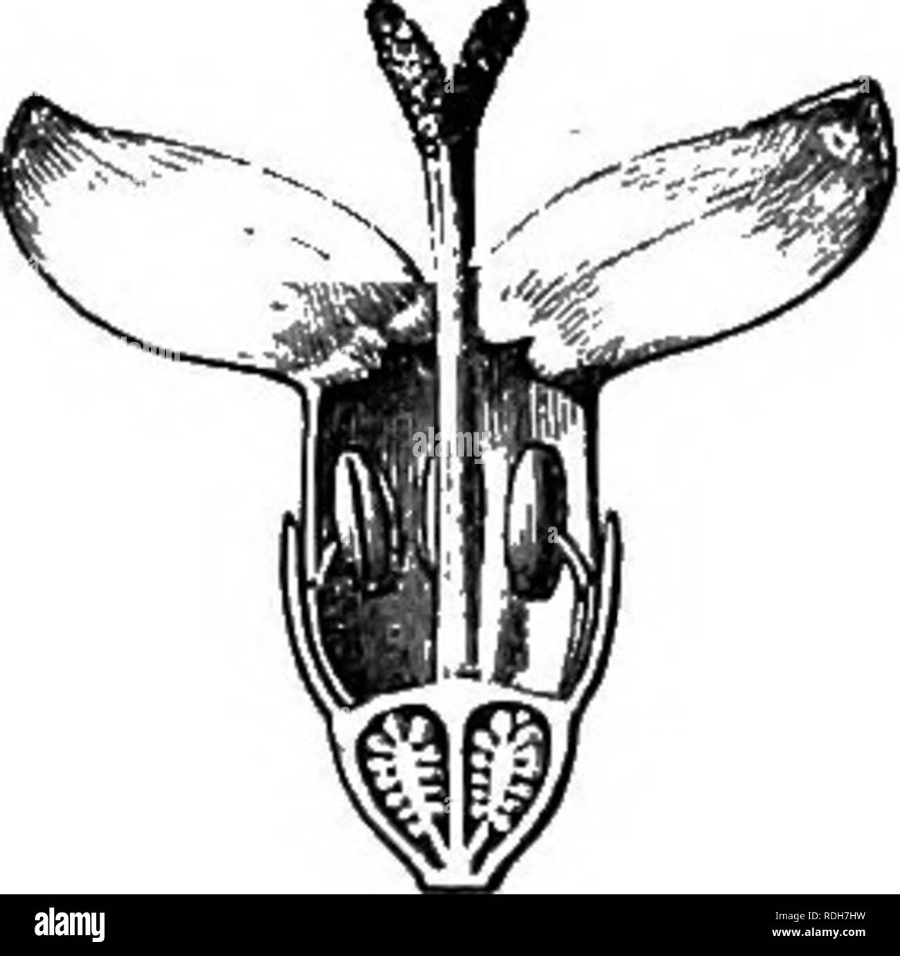 . La storia naturale delle piante. La botanica. Fig. 312. Lungo. setta, di fiori di (). Fig. 313. Seme (U). Fig, 311. Ramo Ftoriferous. Fig. 314. Lcng. setta, di sementi. corolla, portante un numero uguale di supplente stami, con bilocular, introrse, racchiuso o exserted antere. Il frutto è una capsula, spesso, membranosa variabile in forma, loculicidal sopra o in tutta la sua altezza, più raramente indehiscent, con semi molto variabile, spesso indefinito, in numero, che, rotonda o poliedrica,^ liscia o granulare, racchiudere in un albume carnose un embrione di solito rettilinei cilindrici o claviform. Essi sono herbace Foto Stock