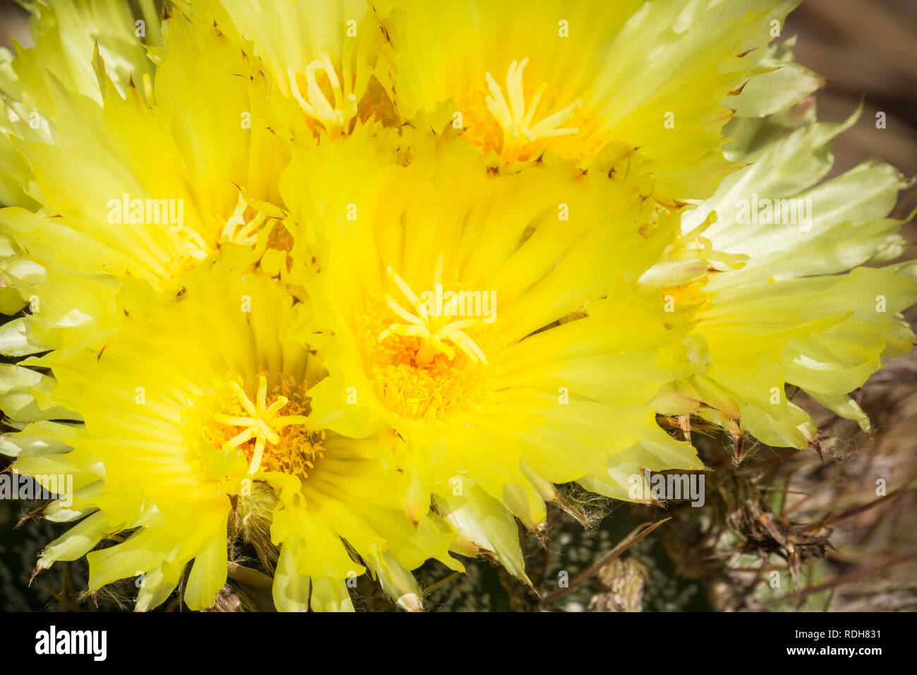 Cluster di Echinocereus fiori gialli, California Foto Stock