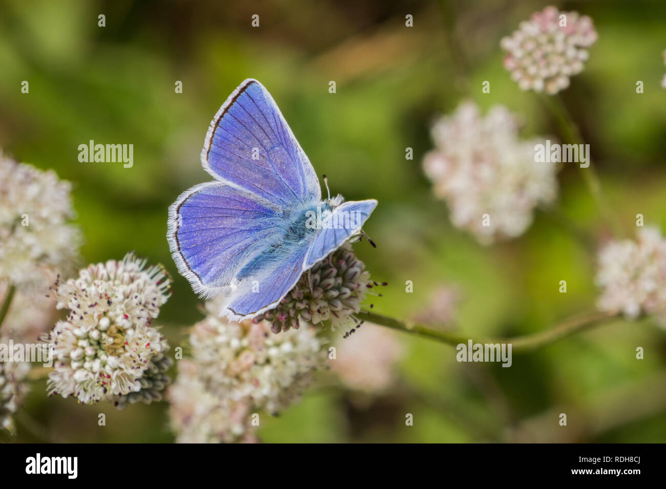 Anna (blu Plebejus anna) farfalla posata su un mare di grano saraceno (Eriogonum latifolium) millefiori, Marin Headlands, San Francisco Bay Area, California Foto Stock