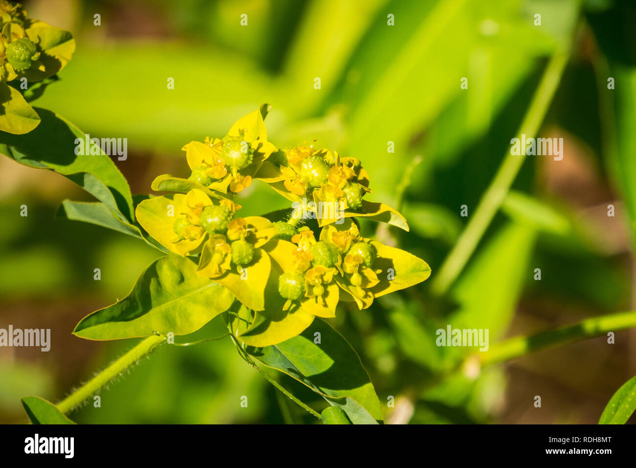 Eggleaf (Euforbia Euphorbia oblongata) fiorire nella baia di San Francisco, California; nativo di Eurasia Foto Stock