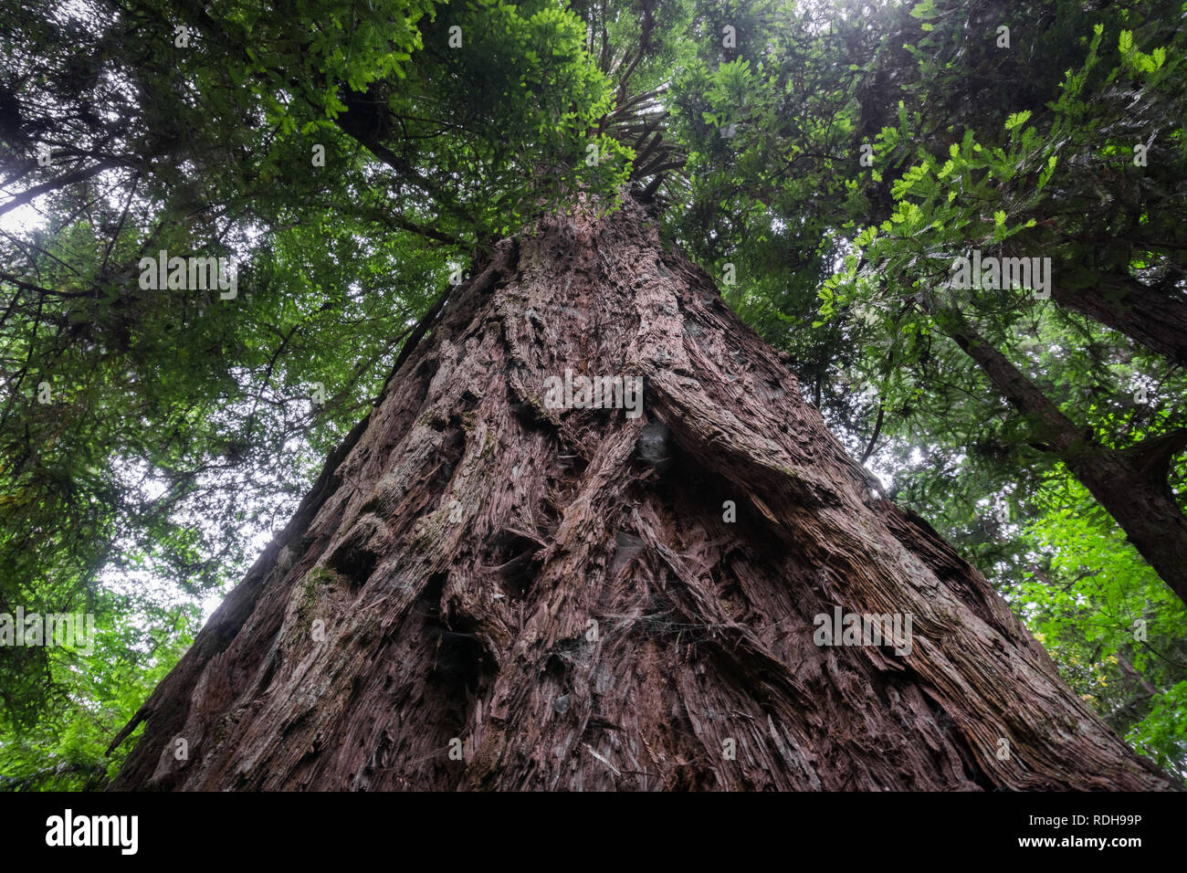 Grande albero di sequoia (Sequoia sempervirens) foresta, California Foto Stock