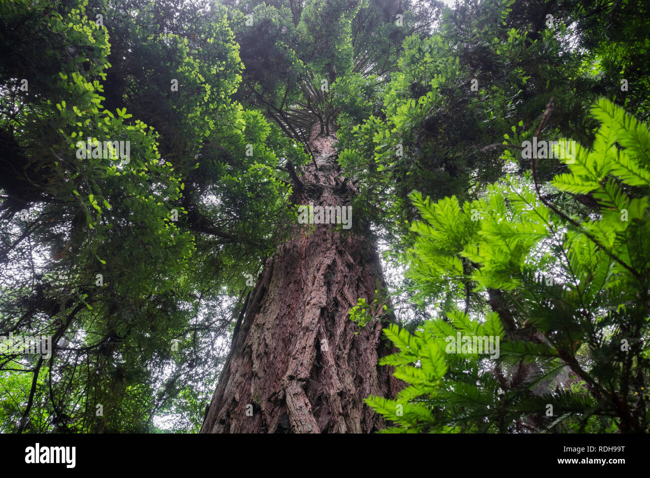 Grande albero di sequoia (Sequoia sempervirens) foresta, California Foto Stock