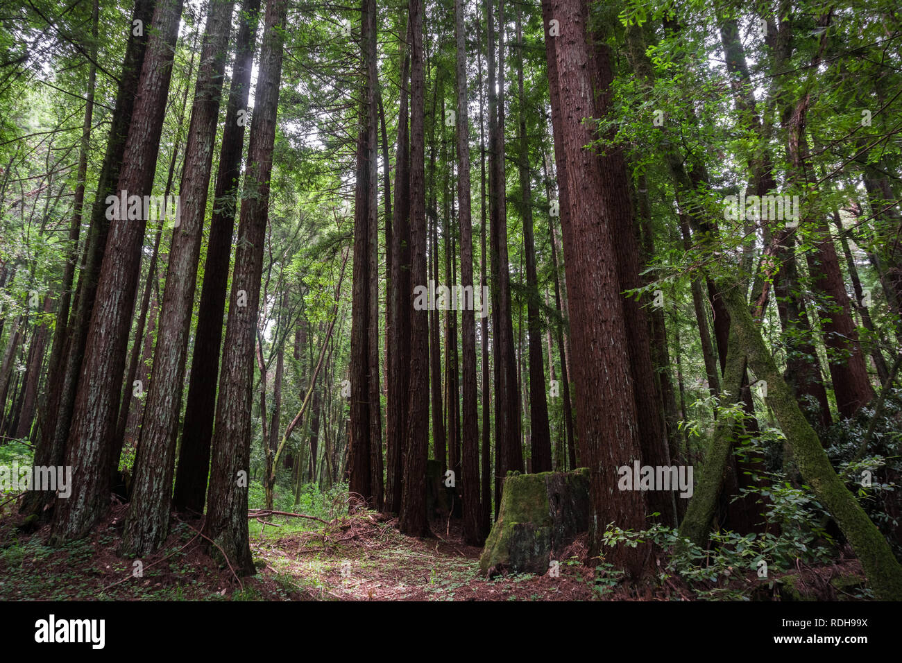 Alberi di sequoia (Sequoia sempervirens) foresta, California Foto Stock