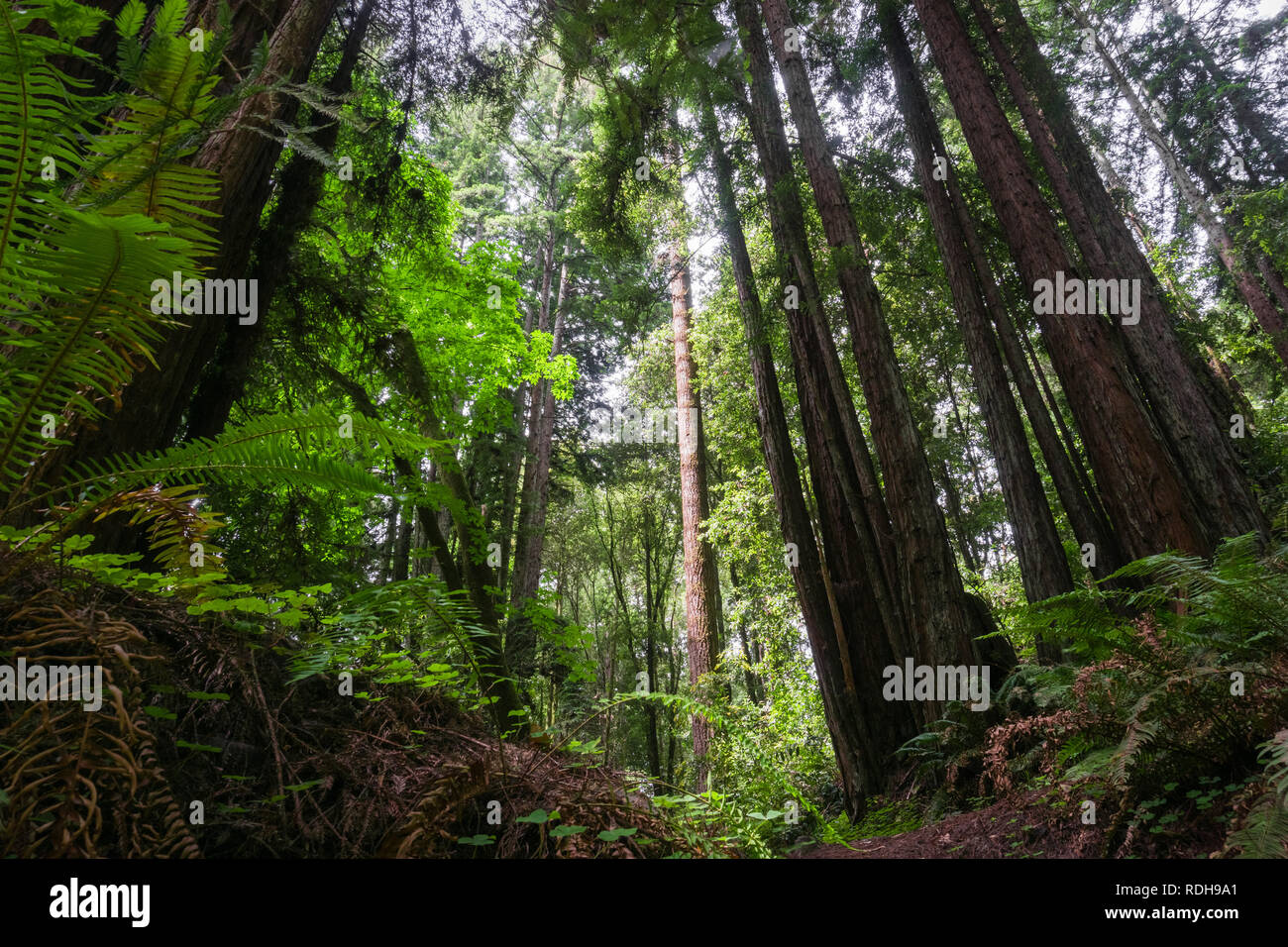 Alberi di sequoia (Sequoia sempervirens) foresta, California Foto Stock