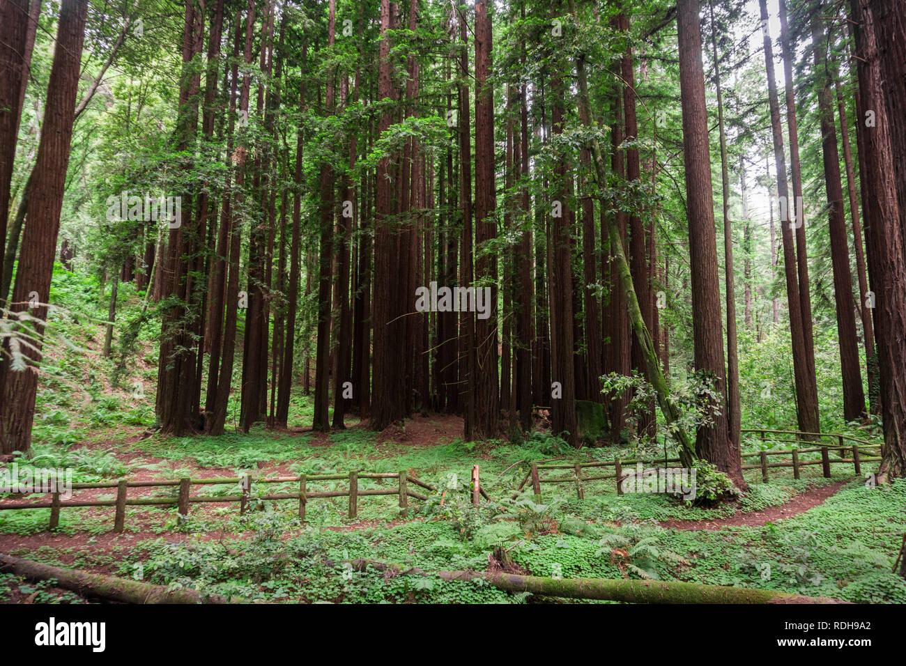Alberi di sequoia (Sequoia sempervirens) foresta, California Foto Stock