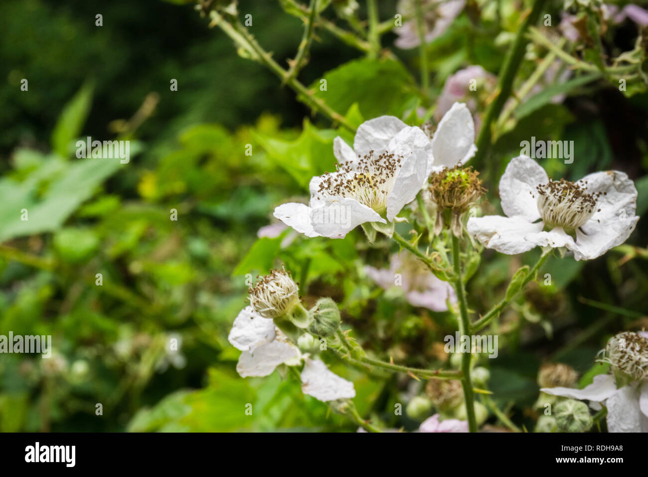 California blackberry (Rubus ursinus) millefiori, California Foto Stock