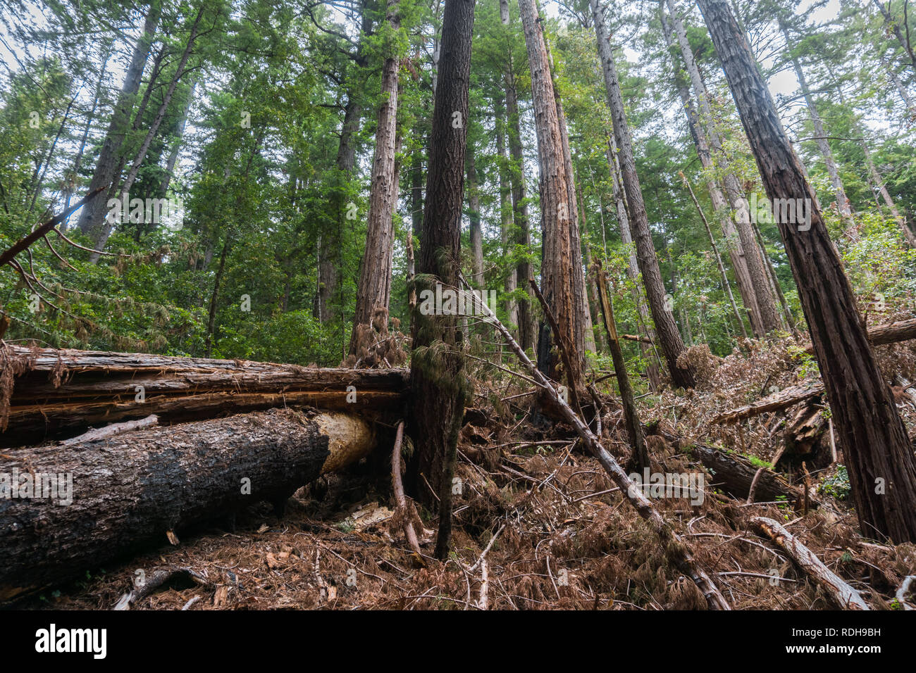 Gli alberi caduti dopo una tempesta, Big Basin State Park, California Foto Stock