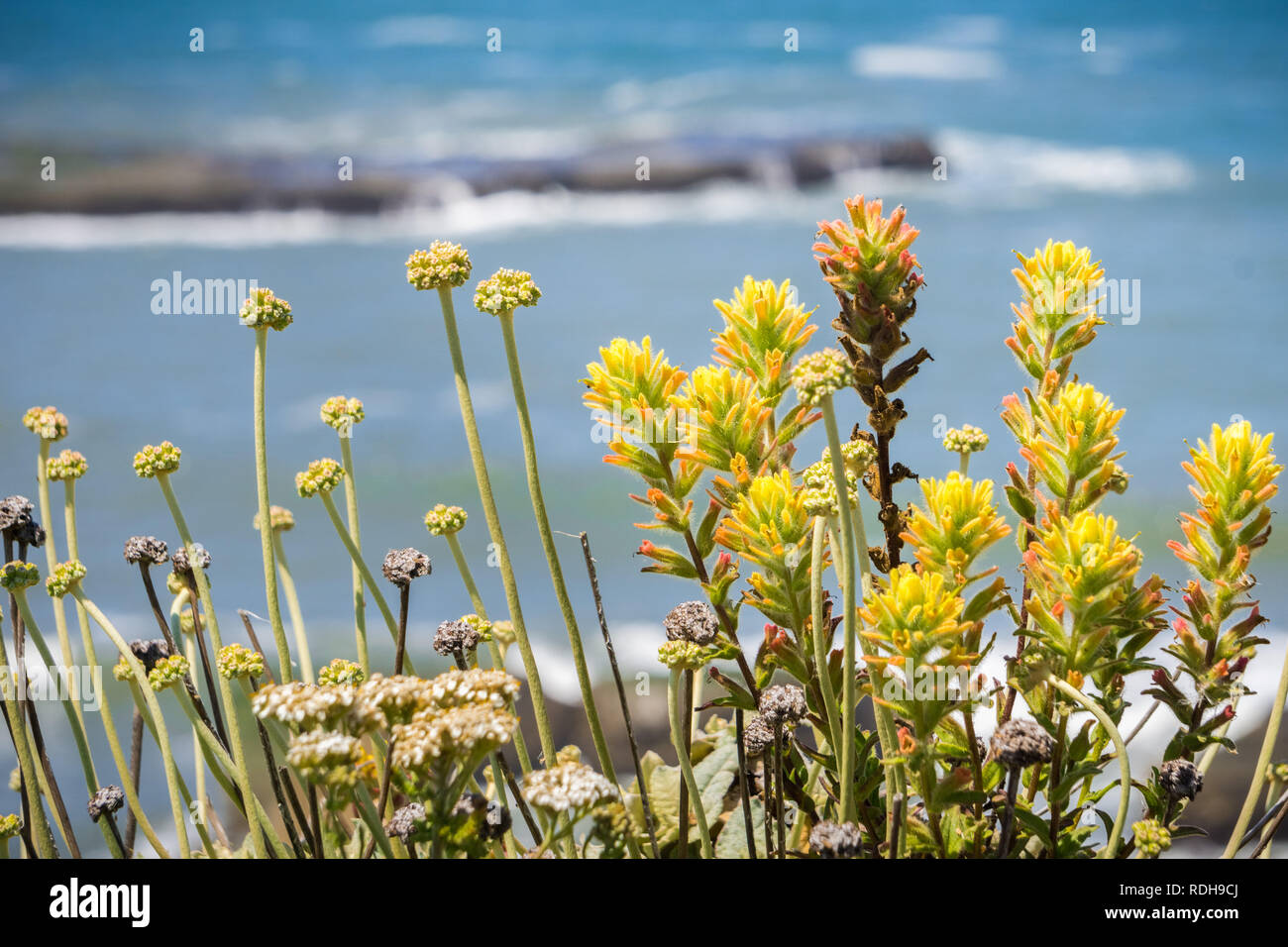 Colorato in giallo indian paintbrush (Castilleja) fiori selvatici, fascia costiera sull'Oceano Pacifico, California Foto Stock