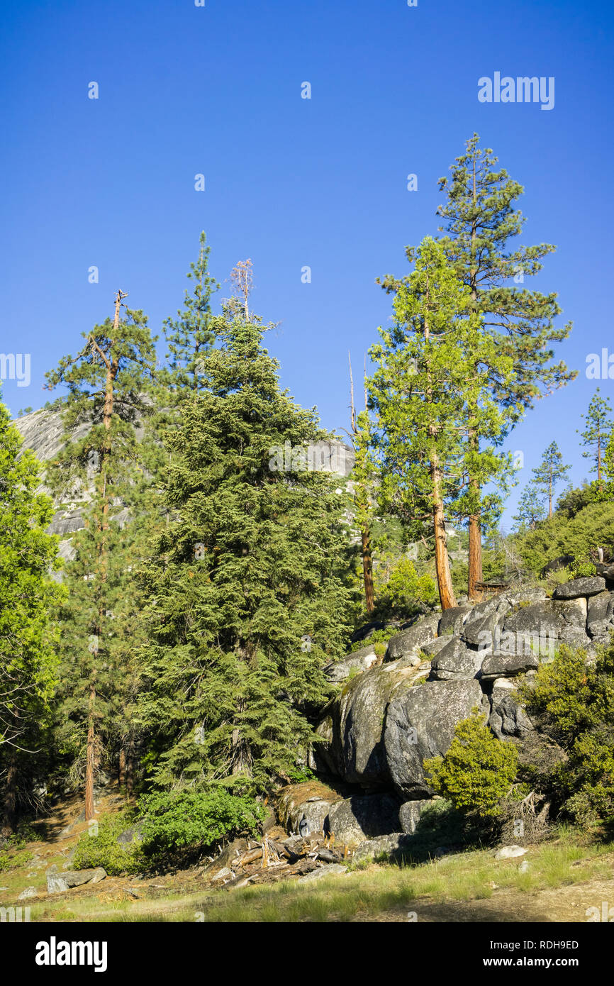 Foresta sempreverde nel Parco Nazionale di Yosemite in California Foto Stock