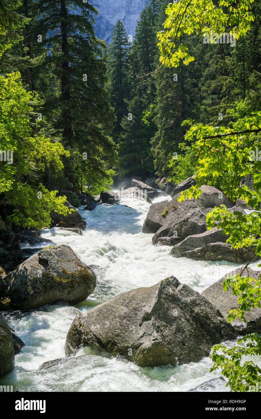 Merced River corre veloce attraverso la foresta e il Parco Nazionale di Yosemite in California Foto Stock