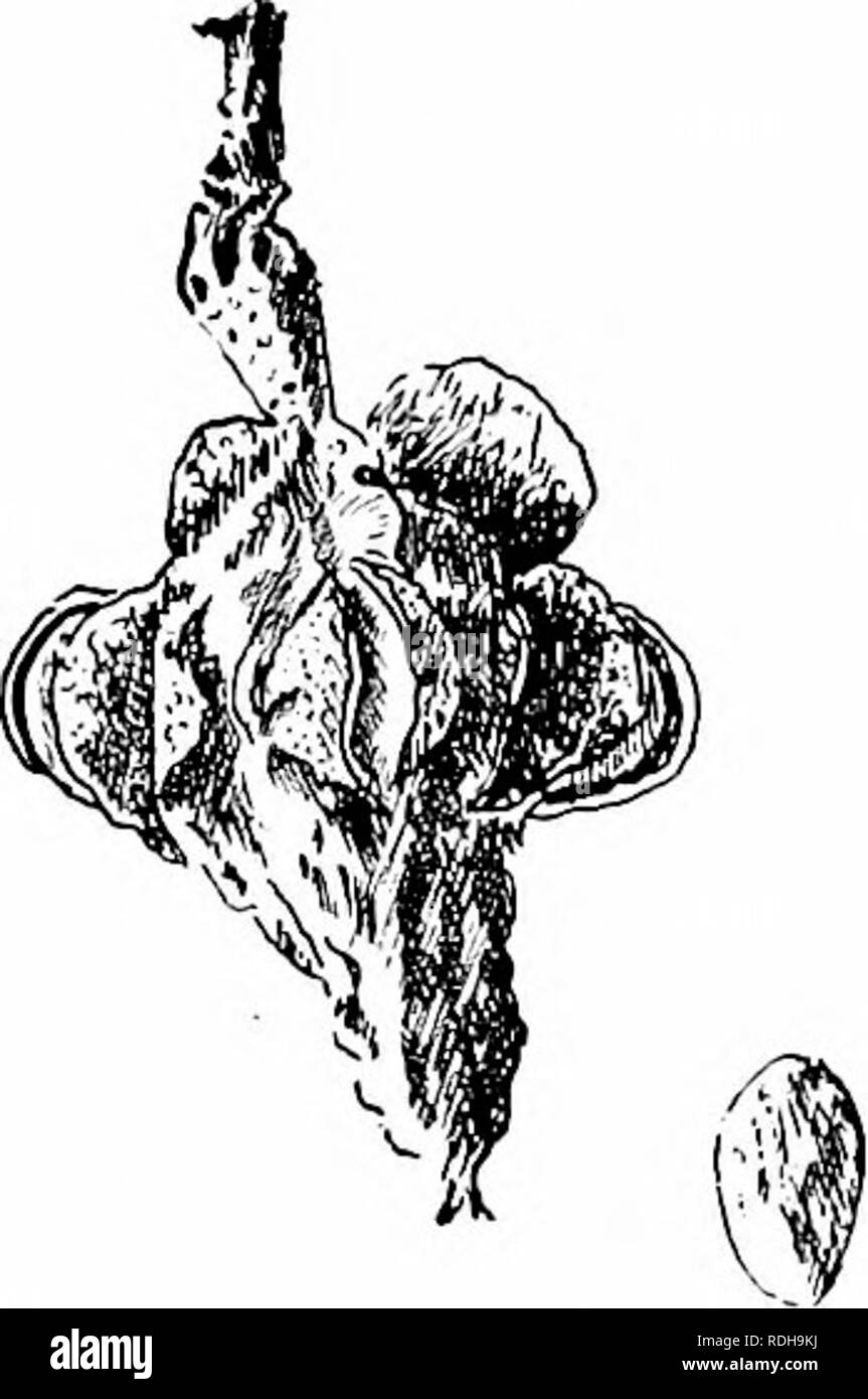 . I nostri alberi nativi e di come identificarli; un famoso studio delle loro abitudini e le loro peculiarità. Alberi. Ramo di fioritura di cetriolo-tree, Mitguoh'a acuminati. Un tale albero avente i suoi rami ribaltato con frutta pinlc pre- sents in settembre un unico e appariscente. Lo spruzzo del cetriolo, lilce che di tutti i grandi-lasciato alberi, è grossolana. L'effetto del fogliame è tuttavia singu- larly ammenda, per le foglie sono di un chiaro verde brillante, disposti alternativamente lungo il ramo e breve petioled, in modo che esse possano avere un po' di movimento indipendente, e il ramo oscilla come un intero quando mov Foto Stock