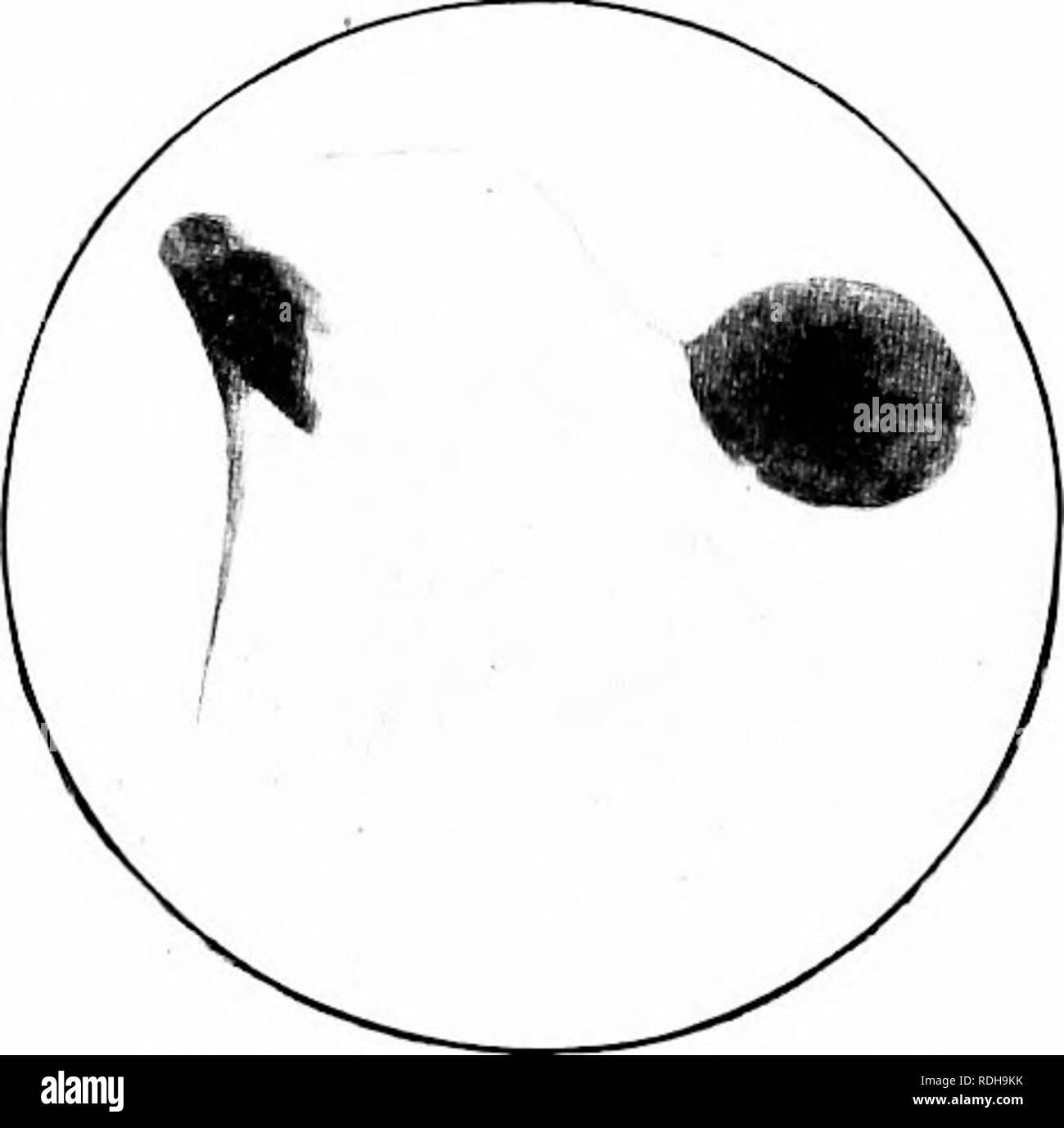 . Natura-studio; un manuale per gli insegnanti e per gli studenti. Lo studio della natura. 206 NATURA-studio. Fig. 6S. Sting e vescica di veleno di miele-Bee. (PhotcimicrOj^rraph.) è utilizzato per la raccolta di polline e il tiljia, il più basso di seg- mento della stessa gamba, è usato come un cestello per realizzare il polline all'alveare. Essa è dotata di lunghi peli di curvatura per tale scopo. Le api sono frec[uently visto nel campo o arriva a casa per l'alveare, witli loro pol- len cesti riempiti con polveri goklen. Le ali delle api sono molto trasparente, con ma compara- creditore è a conoscenza dei costi alcune vene. La prua e hind ali sono fissate insieme mediante mea Foto Stock