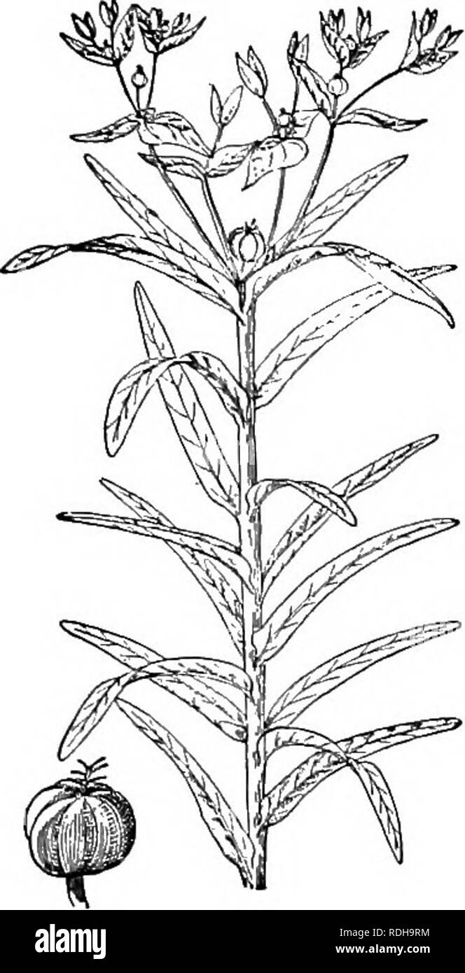 . Lo studio della natura e della vita. Lo studio della natura. Botanica elementare "5 arbusto a motivo delle sue lucide foglie sempreverdi e pro- fusione di fiori squisiti. In casi molto rari persone sensibili sono detti a provare fastidio se troppo grande quan- tities dei fiori sono mantenuti nelle loro camere, ma si può tranquillamente. Si prega di notare che queste immagini vengono estratte dalla pagina sottoposta a scansione di immagini che possono essere state migliorate digitalmente per la leggibilità - Colorazione e aspetto di queste illustrazioni potrebbero non perfettamente assomigliano al lavoro originale. Hodge ha, Clifton Fremont, 1859-. Boston e Londra, Ginn &AMP; Co. Foto Stock