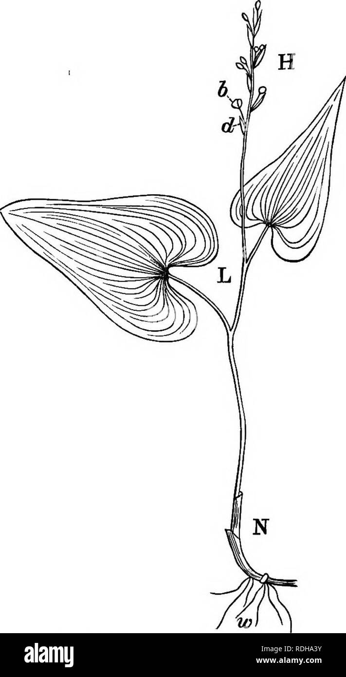 . Un elementare libro di testo di botanica, per l'uso di studenti giapponesi. La botanica. 24 MOEPHOLOGICAL botanica. (Maiantkemum bifolium) (Pig. 17); quando distribuito come nel primo caso la venatura è detto essere Beticulated- o Fig. 17.. Fig. 17.-Maidzuruso (Maianthemum bifolium). H porzione dello stelo con, riproduttiva foglie modificate; b fiore; d sparsi bract; L porzione dello stelo con foglie foglie; N porzione dello stelo con foglie cataphyllary; w radici. (Prantl e collaboratori.)-reticolare, venato e quando distribuito come in quest'ultimo è detto di essere parallelo-venato. T7- f trattenuti venata. Venatura   nl , . , Foto Stock