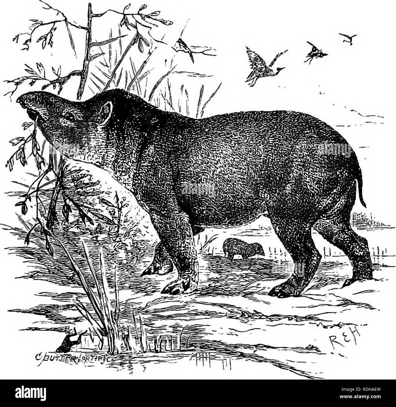 . Testo elementare-libro di zoologia. 572 CORDA A A. famiglia I.-Tapiridae.-Questi interessanti animali, i tapiri, si trovano nella foresta paludosa distretti del Brasile e di Malay. Di conseguenza esse costituiscono un esempio di distribuzione discontinua di una famiglia. Essi costituiscono la base del presente-giorno Perissodactyla come hanno f le dita dei piedi e i denti sono bilophodont brachydont e. I molari superiori di show-un cordolo esterno che collega le due nervature trasversali, così da avvicinarsi il rinoceronte; gli incisivi sono di media lunghezza e il terzo inferiore uno assomiglia ad un canino. La formula dentale è %%%. Vi è una molto sl Foto Stock