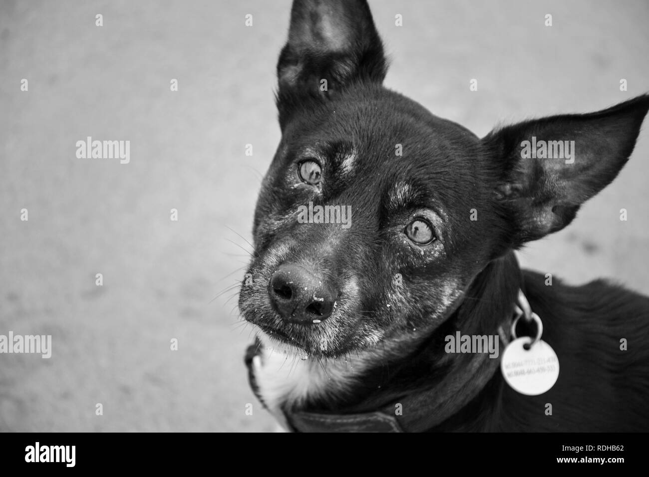 Triste vecchio cane isolato. Mongrel razza premuto con gli occhi. Il Pet in attesa Foto Stock
