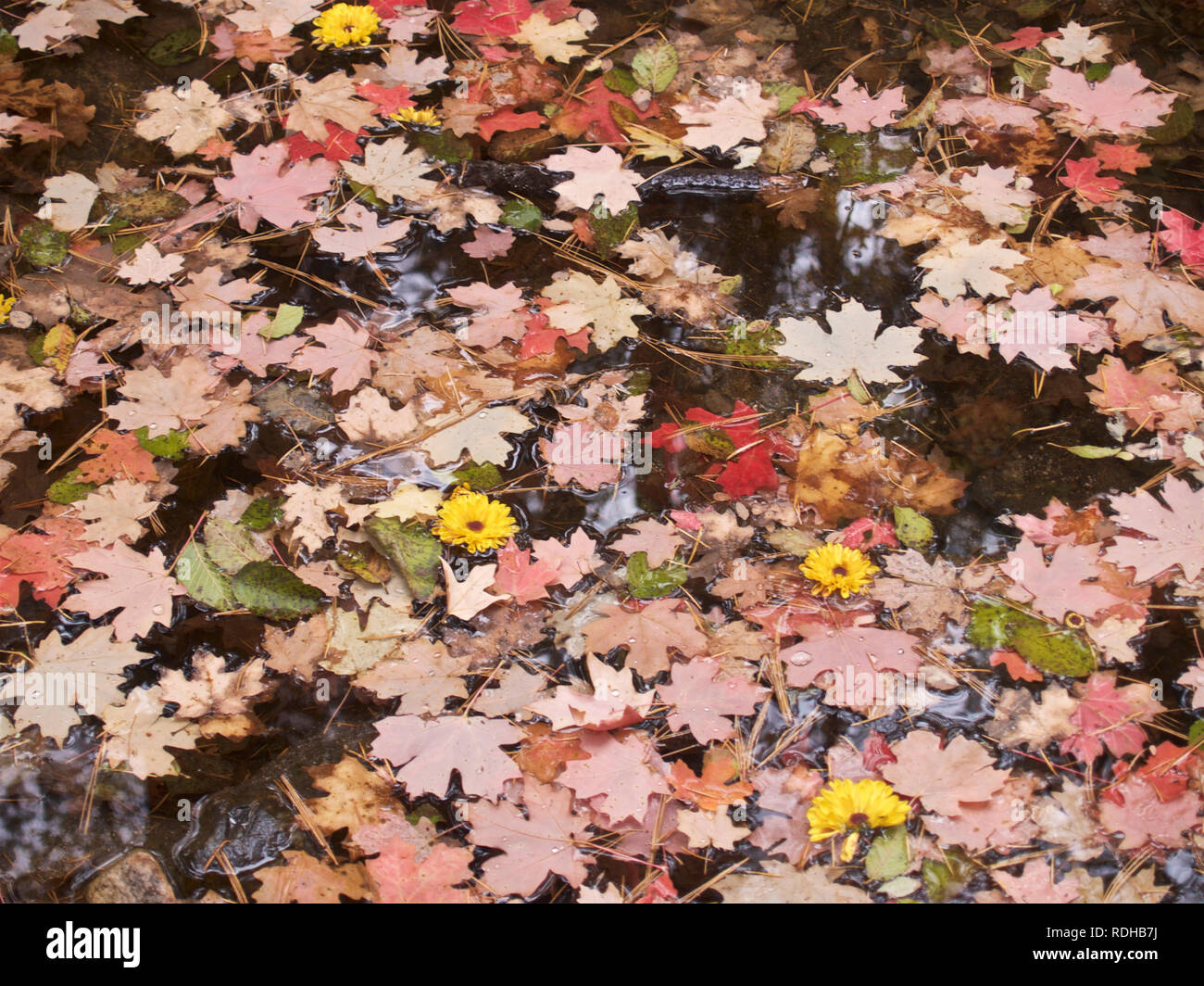 Colori d'autunno Foto Stock