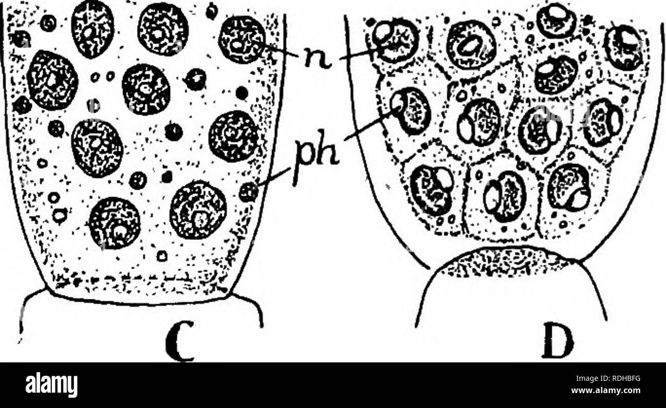 . Elementi di biologia vegetale. La fisiologia vegetale. Fig. 34.-^A, ramificato capelli da conceptacle di Fucus mostra antheridia (a) e "sterile" le cellule (si). B, vescica, formato . dalla parete interna di antheridium, scoppio g.nd impostazione libera il spermi^ >i (i gameti maschili). C e D, fasi di sviluppo di antheridium. E, libero del gamete maschile con due flagelli; n, nucleo; ph., phaeoplast. forzata attraverso il poro che formano la bocca dell'conceptacle dalla pressione delle pareti gonfie di ha,irs che riempiono la maggior parte dello spazio entro il suo. Si prega di notare che queste immagini vengono estratte dalla scansione Foto Stock