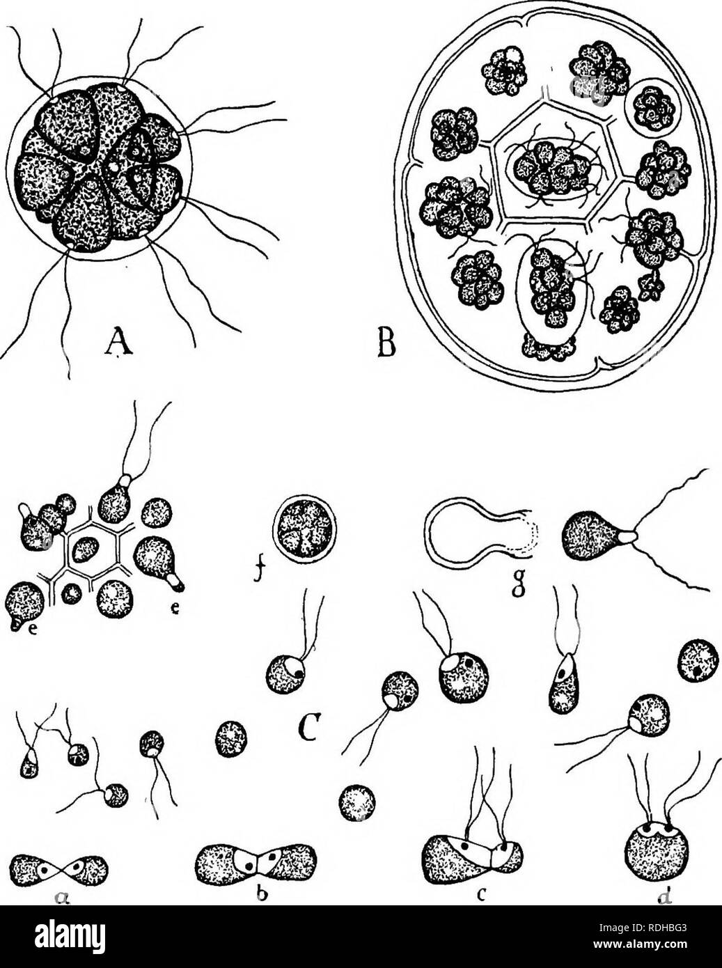 . Elementi di biologia vegetale. La fisiologia vegetale. PANDORINA 193. La fig, 25.-Pandorina. Una colonia, (ccenobium) di 16 celle in stato vegetativo. B. condizione riproduttiva-ciascuno -.ceU del cenobio ha diviso per formare una nuova figlia ccenobium. C libero-da nuoto gameti di varie dimensioni; a, b, la coniugazione di gameti di pari dimensioni ; c, di dimensione diversa i d, zigote mantiene ancora i flagelli dei gameti che formato it; e, coniugazione tra piccole (maschio) gameti che hanno originato altrove e grandi lenta (femmina) gameti che sono rimasti in cui essi sono stati formati dalla divisione ; /, murata Foto Stock