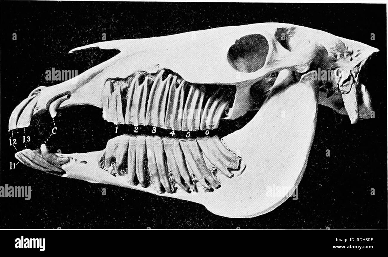 . Il cavallo nella salute e nella malattia : un libro di testo relative alle scienze veterinarie per studenti agricoli . Cavalli; cavalli. Il sistema digestivo 63 12). Poiché i denti dei due lati sono uguali, la formula dentale è stato usato come un metodo breve di indicando il numero e. Fig. 12.-Cranio di adulto seulpturorl per mostrare parti incorporate di denti: Ii, I2, I:i, incisivi; C, canini; 1, 2, 3, 4, .5, (>, mohir denti numerati senza riferimento al primo premolare, che non è pre.inviato in questo .campione. (Si.sson, anatomia degli animali domestici). Tipo di denti di un animale ha. Essa è rappresentata per Foto Stock
