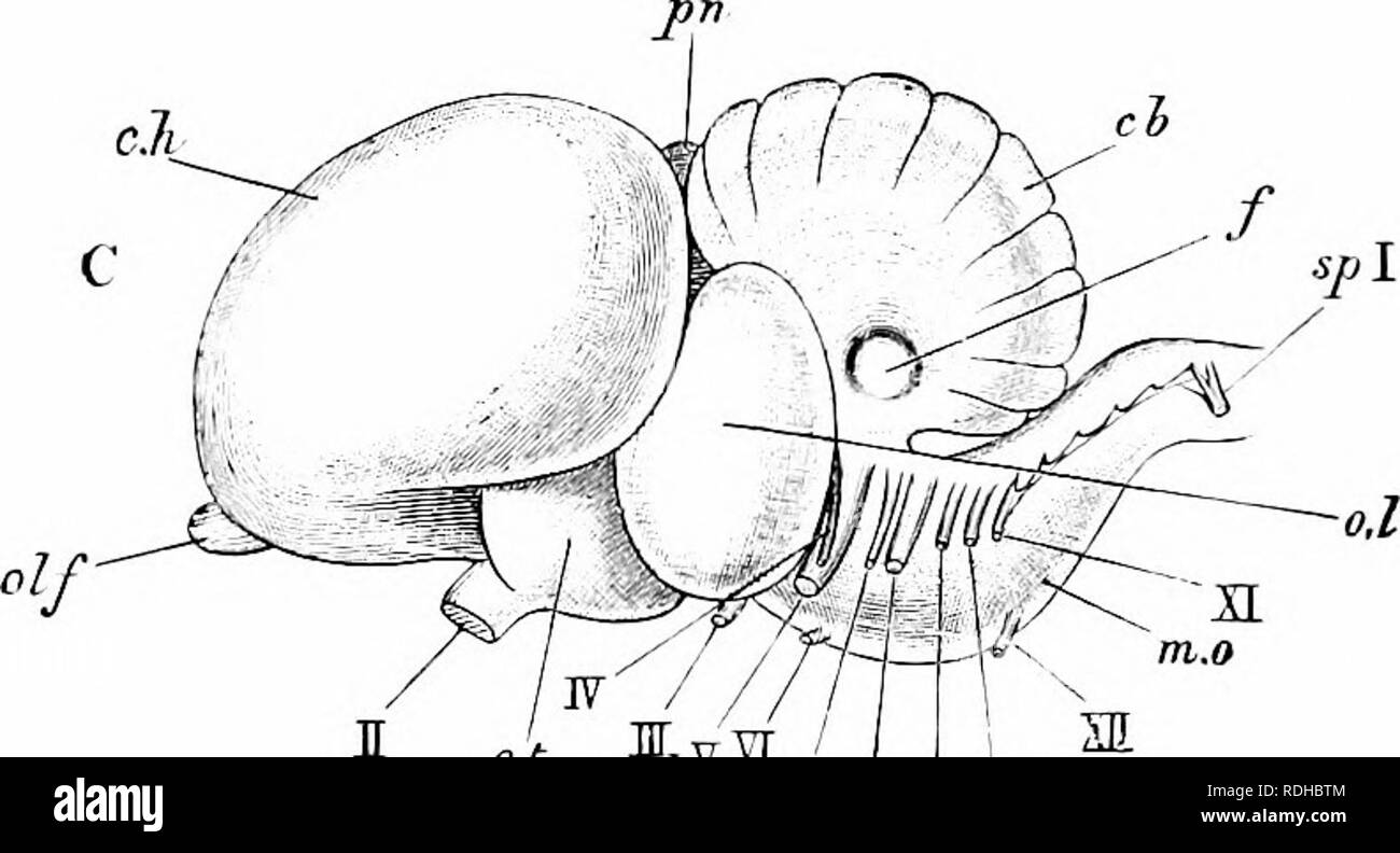 . Elementi di zoologia, di accompagnare il campo e studio di laboratorio di animali. Zoologia. 388 zooLoor brane e infine un disco dal guscio bianco. Due di queste uova sono previsti uno dopo l'altro in giorni successivi e quindi incubate da genitori che l:)y seduta su di loro li mantengono al tem- peratura del corpo, in modo che le uova si sviluppa. Dopo quattordici giorni il giovane piccione portelli e viene alimentato e couvée dai genitori per un tempo più lungo fino a quando non si è in grado di prendersi cura di se stessa. Il sistema muscolare è meglio sviluppata in connessione con la funzione di volo. Ogni uno che ha mangiato un pollo o. ' Foto Stock