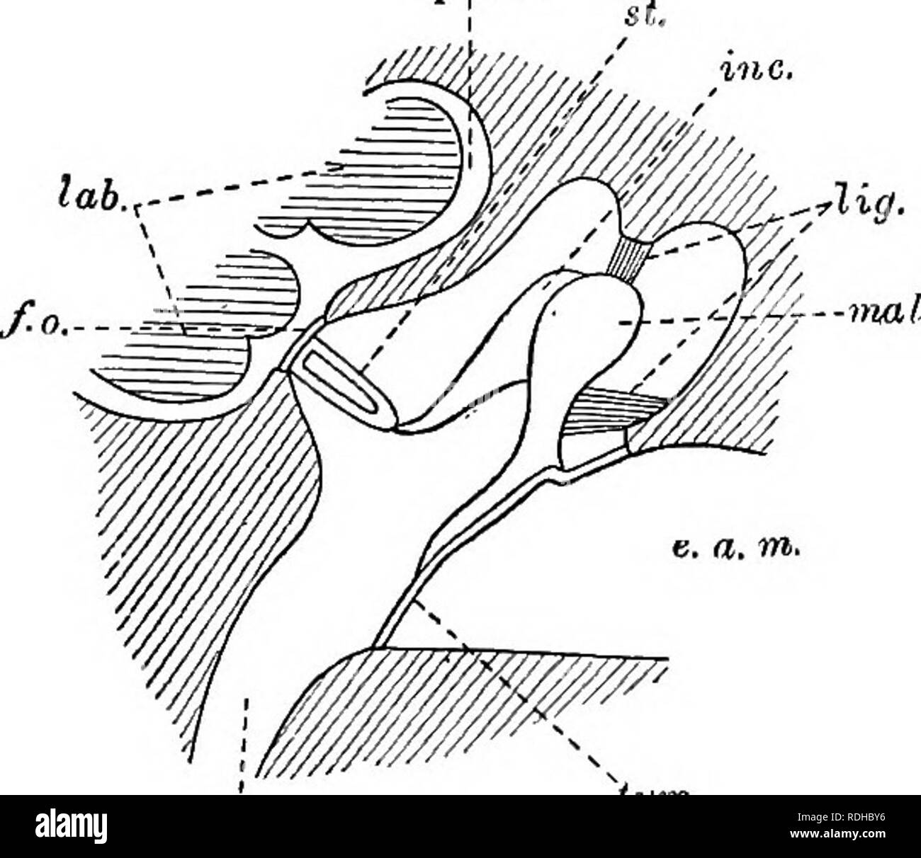 . Un manuale di zoologia elementare . Zoologia. Il coniglio 457 di laringe e passa indietro accanto alla via principale vago e un ricorrenti o inferiore ramo laringeo, quali loop in avanti attorno ad un arteria e corre a fianco della trachea per i muscoli della laringe; dietro questo il vagus passa all'indietro lungo l'esofago; (3) il simpatico cervicale, che giace accanto al vagus depressore e; (4) nervi spinali, di cui il terzo dà una grande filiale di auricolare per l'orecchio e la quarta e la quinta dare fuori rami che si uniscono per formare il nervo frenico alla membrana. Il vagus porta il suo Kar' iL. Fig. 333 Foto Stock