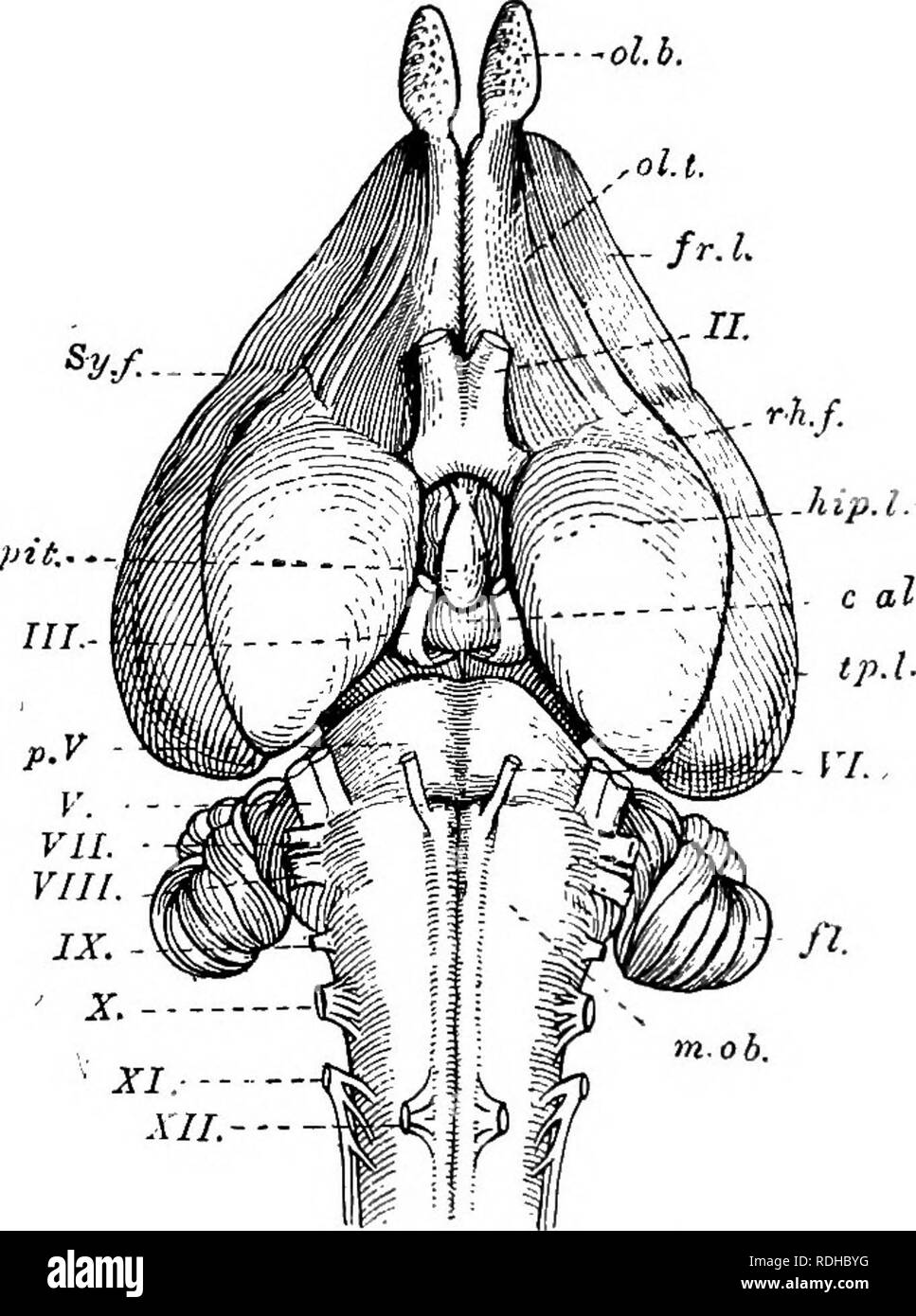 . Un manuale di zoologia elementare . Zoologia. 456 MANUALE DI ZOOLOGIA elementari queste serie sono trovati nel collo. Tra di loro ci sono i seguenti: (i) l'ipoglosso, curvatura in avanti intorno al angolo della ganascia, con un ramo di andata, noto come ramus descendens, che passa per alcuni dei muscoli del collo; (2) Il vago, corsa all'indietro al di fuori del %/--. FlG. 332.-Il cervello di un coniglio dal basso. c.ia.t Corpus albicans ; fl., flocculus ; fr.l.-, lobo frontale dell'emisfero cerebrale ; kip.l., lobo di ippocampo ; m.ob., micollo allungato; oi.d., bulbo olfattivo ; ol.t., tratto olfattivo; p. Foto Stock