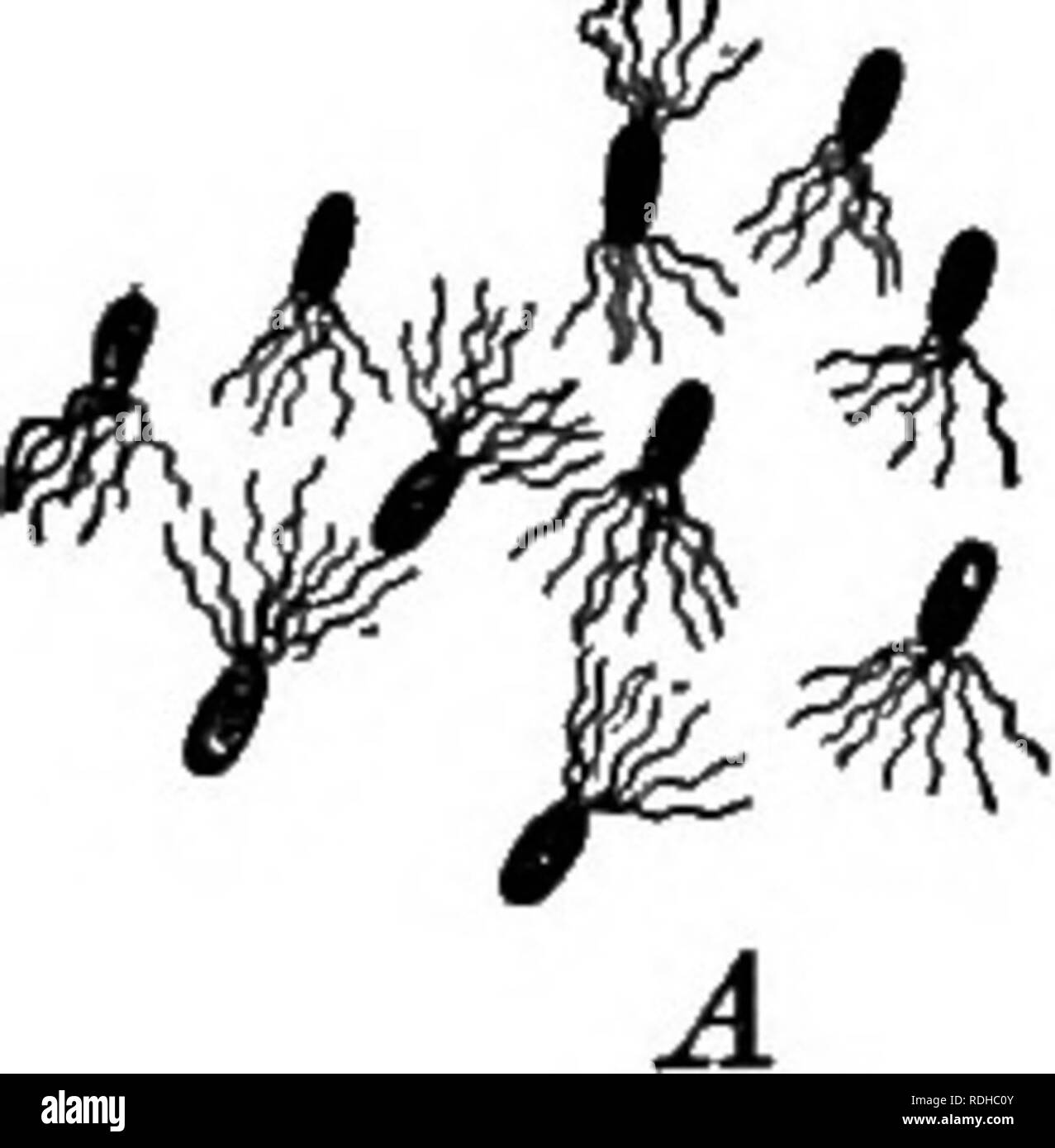 . Contorni di vita vegetale : con speciale riferimento alla forma e funzione . La botanica. Fig. 8.-vari batteri, un, Micrococcus, il "sangue-avvisaglia"; &AMP;, forma zoogloea- dello stesso; c, batterio acetiy fermento di aceto; d, Sarcina. un innocuo parassita dell'intestino umano, a, b, ingrandite 300 diam.; c, 2000 diam.; d, 800 diam.-Dopo Kemer.. Si prega di notare che queste immagini vengono estratte dalla pagina sottoposta a scansione di immagini che possono essere state migliorate digitalmente per la leggibilità - Colorazione e aspetto di queste illustrazioni potrebbero non perfettamente assomigliano al lavoro originale. Barnes, Charles Reid, Foto Stock