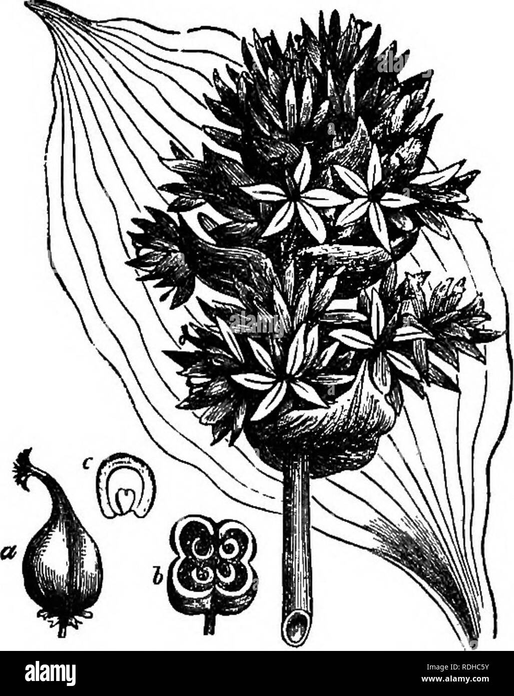 . La botanica di accademie e scuole: consistente di sviluppo di pianta e la struttura da alghe marine per la clematide. La botanica; 1889. Venatura. 89 Lezione XVII. Venatura-foglia-FOEMS-semplici foglie. 189. 190. Venatura. 191. Foglia-forme. 192. Foglia-base. 193. Leaf- apex. 194. Foglia-incisioni. 195. Foglia-margini. 196. Semplici foglie. 189. Venatura è di tre modalità di funzionamento, come abbiamo hnov/,-r-a forcella, parallelo, compensate. Vene a forcella il ramo con fork semplicemente, e non riunire. Parallelamente le vene corrono paralleli ad uno un altro, o quasi; essi non suddividere né formare maglie, tranne che da molto breve venule. Vene reticolare (reticolare) Foto Stock