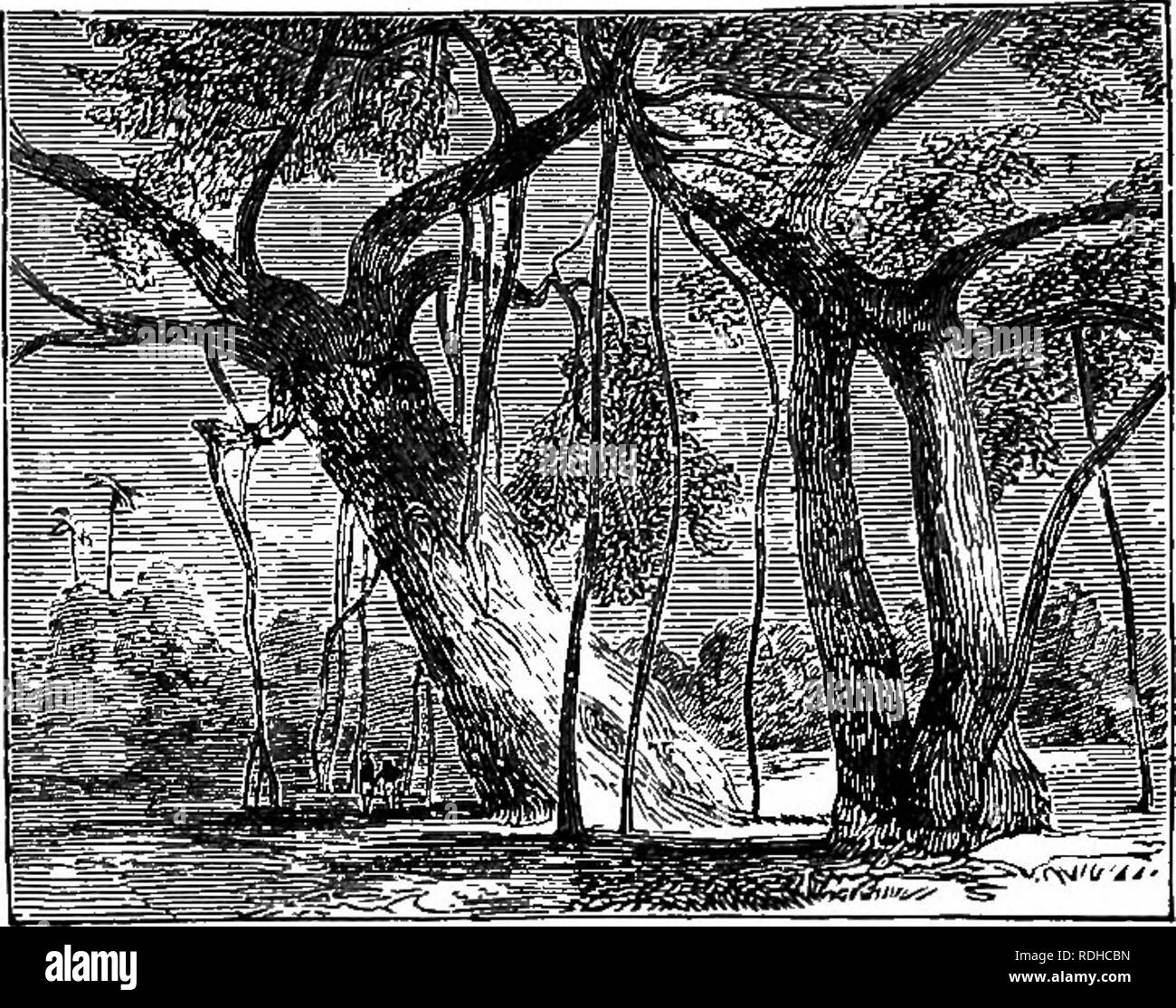 . La botanica di accademie e scuole: consistente di sviluppo di pianta e la struttura da alghe marine per la clematide. La botanica; 1889. 76 ACADEMIC botanica. albero ha spesso 300 di questi root-puntelli, che abilita i suoi rami per ex- t e n d fino a coprire uno spazio 2000 . '^S^'*S| piedi in diametro,- ' t"";?*" è grande abbastanza per shelter 7000 uomini. Altre radici avventizie sono visibili in Imj (Fig. 92), la tromba fiore, e il veleno su- mach. Questi servono come supporti per lo stabilimento di arrampicata. 148. Parassiti, come sappiamo (51), non solo il resto, hut feed su altre piante. Le radici del Bafflesia (Fig. 68) Foto Stock