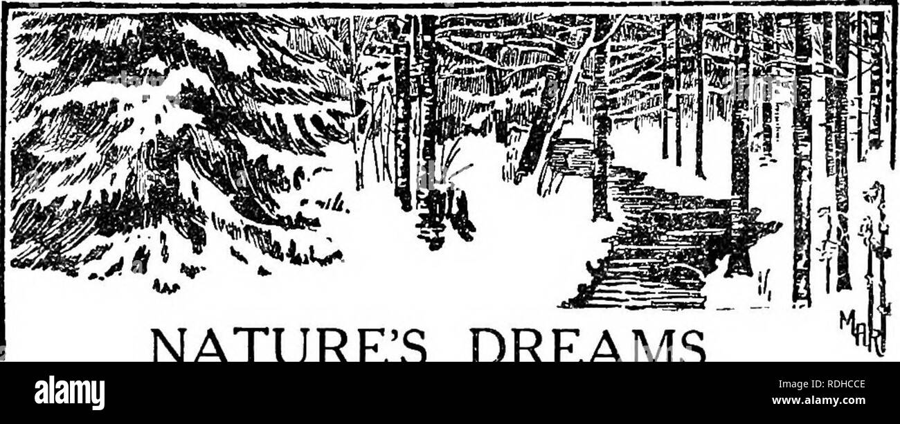 . Passeggiate di un naturalista canadese. Storia naturale; storia naturale. Natura i sogni di natura ha richiamato il suo bianco coverlet e appartato con cautela in intorno a lei, con calma composta per un suono, un sonno tranquillo. Questo è l'informale e impressione di acquietamento da una facile posizione sopra il flusso ora mostrando come un liscio, avvolgimento in cava la bianchezza ininterrotta del campo. Un paio di salici e ontani quasi sepolto sulla riva opposta sembrano schizzi di inchiostro su una pagina di pulizia, e lontano verso la collina in salita che conduce al denso, verde scuro degli abeti rossi una patch di nero di fretta acqua mostra th Foto Stock