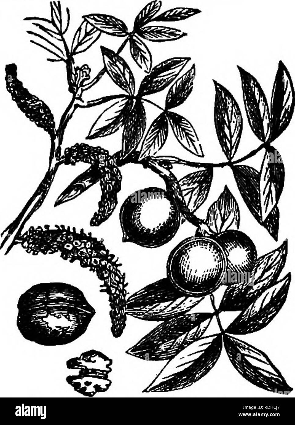 . La botanica di accademie e scuole: consistente di sviluppo di pianta e la struttura da alghe marine per la clematide. La botanica; 1889. Fig. 66.âFemale fls. di quercia {Quercua robur): A, intero fl.; B, sezione verticale. pettinato con pori, per assicurare la fuoriuscita del polline. Il vischio era detenuto dai druidi ; essi videro un misterioso emblema di immortalità in questo arbusto sempreverde vivere e produrre la sua natura senza toccare terra. Esso è stato particolarmente apprezzato quando viene trovato sul rovere, il loro albero sacro. Sappiamo quanto è amato è ed è sempre stata in festival, la canzone e storia europei da un Foto Stock