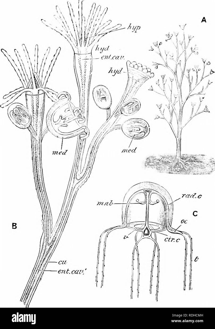 . Elementi di zoologia, di accompagnare il campo e studio di laboratorio di animali. Zoologia. 11 YDS un 269 con un libero-da nuoto uno, abbiamo qui un alternanza di gen- zioni principali. In altri casi la medusa è formata ma mai sepa- valutato dalla capogruppo e le uova si sviluppano nel bud. In ancora. Fig. 259.-BougainviUca ramosa. Un, intera colonia, dimensione naturale; B, por- zione del medesimo ingrandito; C, immaturi medusa ; cirx, canale circolare; cu, cuticola o perisarc ; ent.cav., cavità enterico ; hyd, polipo "o hydranth ; t^yP^ hypo.stome o manubrio ; med, medusa ; mnh, manubrio ; rad.c, radiale può Foto Stock