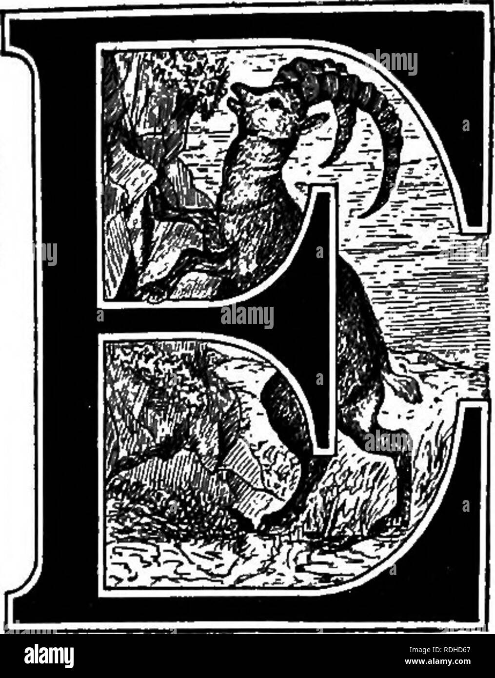 . Gli animali del mondo. Brehm la vita degli animali;. Mammiferi. Zbc Clovcn*Dootcb Hnimale. Undicesimo ordine: Artiodactyla.. Completa appositamente è l'ordine della Artio- dactyla o animali biungulati, che include tutti gli ungulati che hanno solo due completamente sviluppato le dita su ciascun piede, o in cui questi due almeno superare notevolmente le altre tre dita in dimensioni. La terza e la quarta dita, cor- risponde a medio e RING-finger in hu- man mano, sono le cifre che sono particolarmente grandi e sono di pari sviluppo uno con l'altro, mentre gli altri sono più o meno recedono Foto Stock