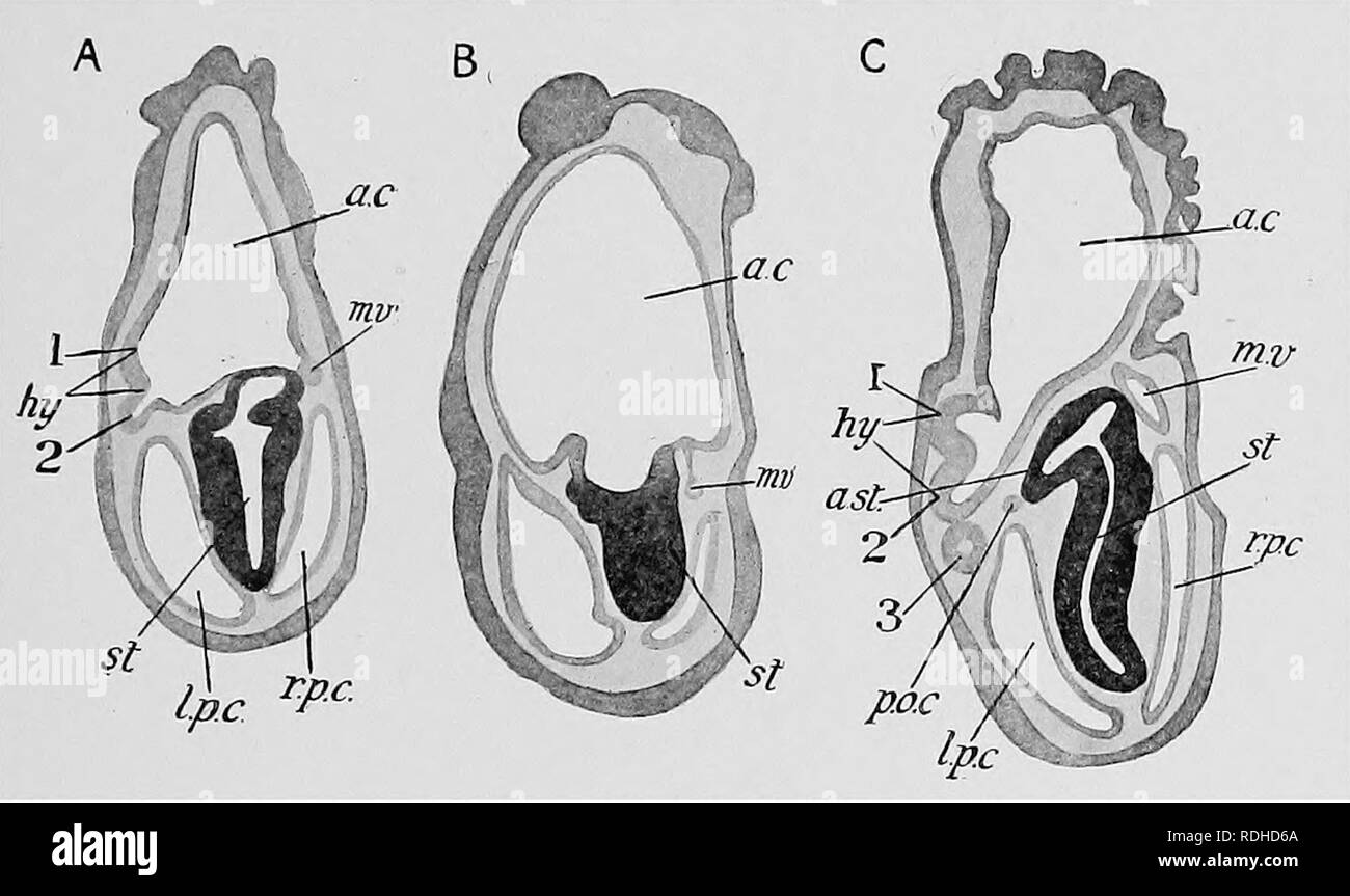 . Libro di testo di embriologia. Embriologia. XTI ECHINODEEMATA 475 evoluzione da questo coelom si estende. È degno di nota che, contando i bracci dalla prima all'indietro, No. Il braccio 1 è in realtà situato su No. 2 lobo della hydrocoele ed eventualmente di fusibili con esso; e più tardi nelle Metamorfosi, quando l'anello a forma di crescita sinistra hydrocoele e sinistra coelom posteriore è completa. No. 1 idro- lobo coele viene a trovarsi sotto il n. 5 braccio. Il angoli vicini di adiacenti spazi perihaemal crescere nelle braccia sotto il lobo hydrocoele, e in questo modo i due perihaemal radiale canali, che sono te Foto Stock