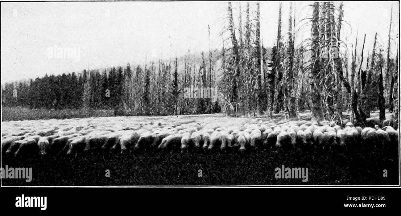 . Falegnameria elementari. Opere in legno; gli alberi. I grandi alberi 129 tagliato uno verso il basso e che il costo di abbattimento di uno di questi mostri è cinquecento dollari. Un moncone di uno di questi alberi è così grande che le danze sono state detenute su di essa e su una molto grande una sfera- camera è stata costruita per questo scopo speciale. Come uno Californian ha detto " Il redwood foreste sono apparentemente miperishable, eccetto attraverso l'ascia, come gli alberi sono raramente feriti dal fuoco. Il Redwood è il solo legname che può prendere il posto del pino bianco, risposta come un sostituto soddisfacente di mogano e noce nero, dis Foto Stock