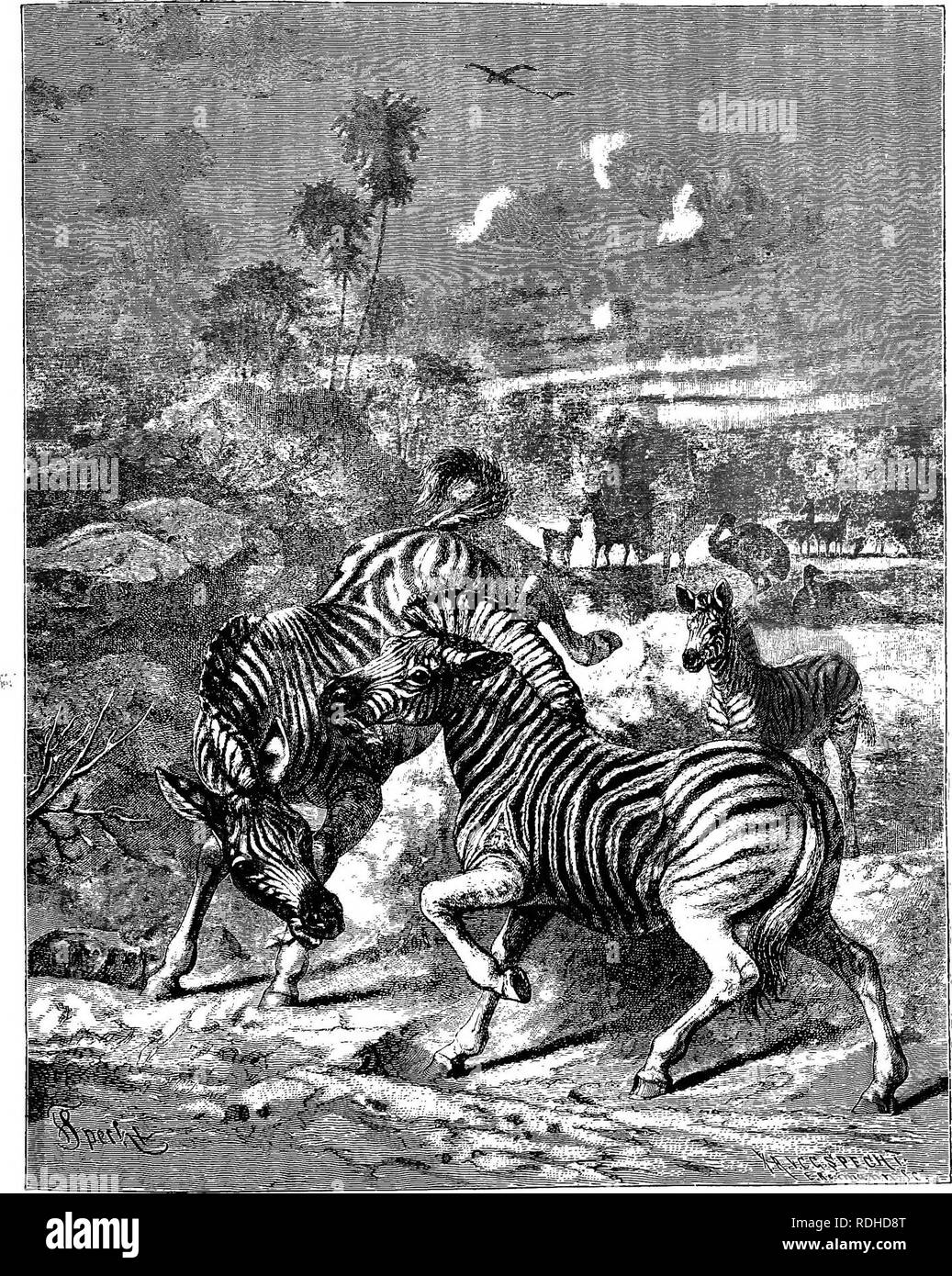 . Gli animali del mondo. Brehm la vita degli animali;. Mammiferi. Il DAUW OE BUKCHELL'S ZEBRA.-Le specie più comuni del cavallo famiglia trovata mjhe grandi pianure del suo Afnca sym- forma metrica ftripes regolari. romanzo mane e grazioso il cuscinetto lo rendono uno dei handsomest o quadrupedi " assoaates con le antilopi e struzzi sulle sue pianure nativa e l'immagine quindi correttamente ritrae la sua vera casa e abitudini. {Equus burchelht.) (421). Si prega di notare che queste immagini vengono estratte dalla pagina sottoposta a scansione di immagini che possono essere state migliorate digitalmente per la leggibilità - Colorazione e aspetto del Foto Stock