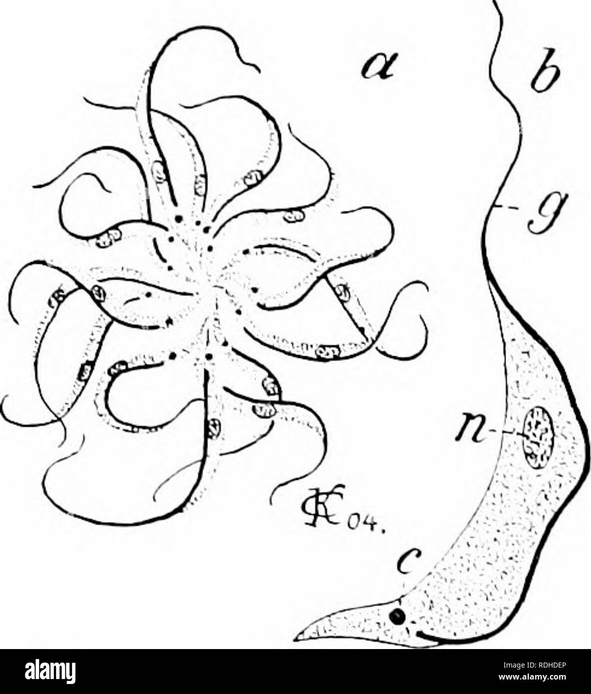 . Un manuale di zoologia. Zoologia. 1S2 rROTOZOA vacuolo contrattile sono di solito manca (figg. 138, 130, 140. 141)• ci sono di solito uno o due llagella alla estremità anteriore; quando si verificano più (otto o spostare) sono distrihuled su tutto il corpo. Essi difler in forma e funzione in modo che il capo, accessorio e trailing llagella sono distinti. Nella specie parassita di solito vi è una dualità del nucleo, ricordando che della Infusoria, essendo, oltre al nucleo principale, un secondo la hlcpharophisl, alla base del llagellum (lig. I v"^, (). La superficie del corpo è frequentl Foto Stock